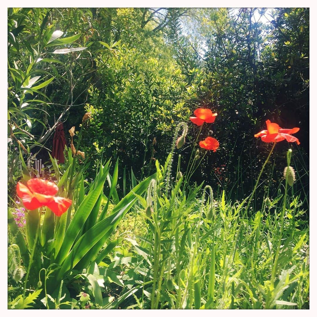 エマニュエル・ベアールのインスタグラム：「#haveagreatweekend🌞🦋🌸」