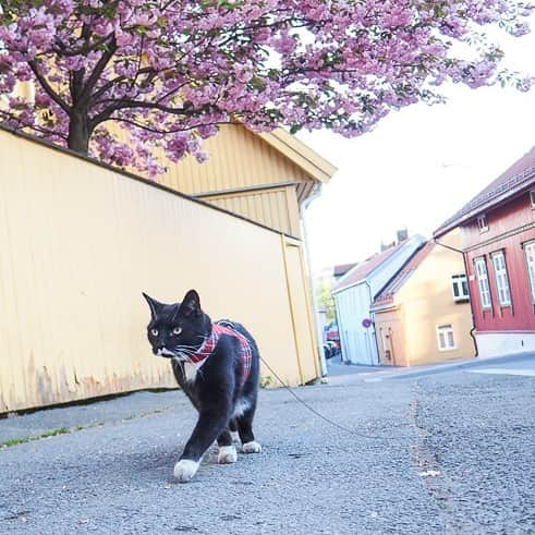 スターリンのインスタグラム：「It's the 17th of May! Which is the Constitution Day in Norway! 🇧🇻 Gratulerer med dagen, Norge! 🎉🎈 Humom started the day with champagne breakfast and is completely finished. 😴」