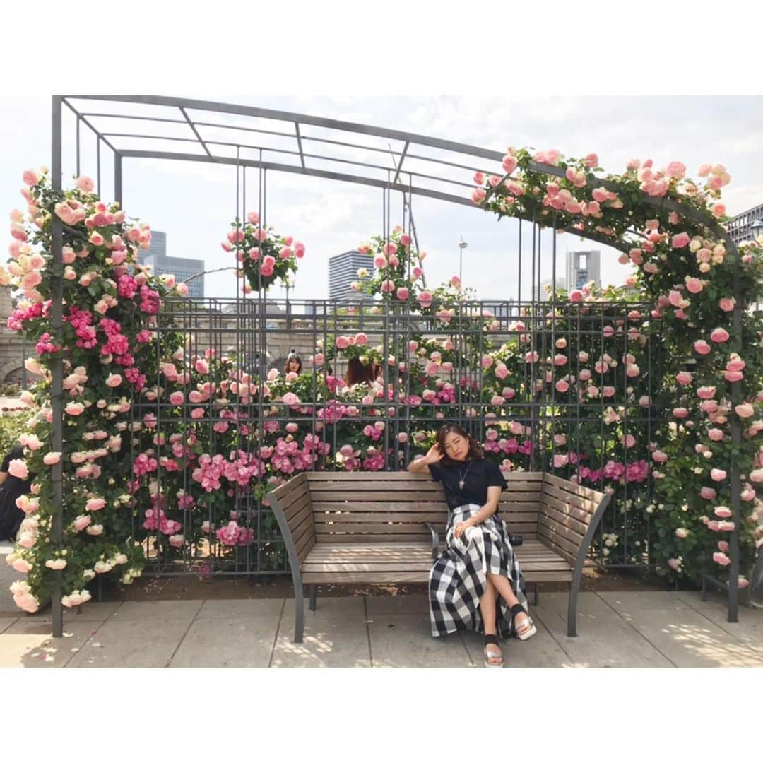 古賀陽子さんのインスタグラム写真 - (古賀陽子Instagram)「#お花だより 🌹 #バラ #薔薇 #バラ園 #rose garden」5月18日 1時12分 - y.koga7