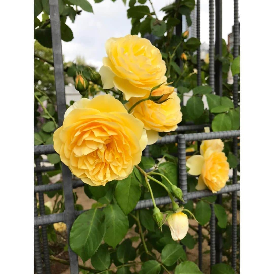 古賀陽子さんのインスタグラム写真 - (古賀陽子Instagram)「#お花だより 🌹 #バラ #薔薇 #バラ園 #rose garden」5月18日 1時12分 - y.koga7