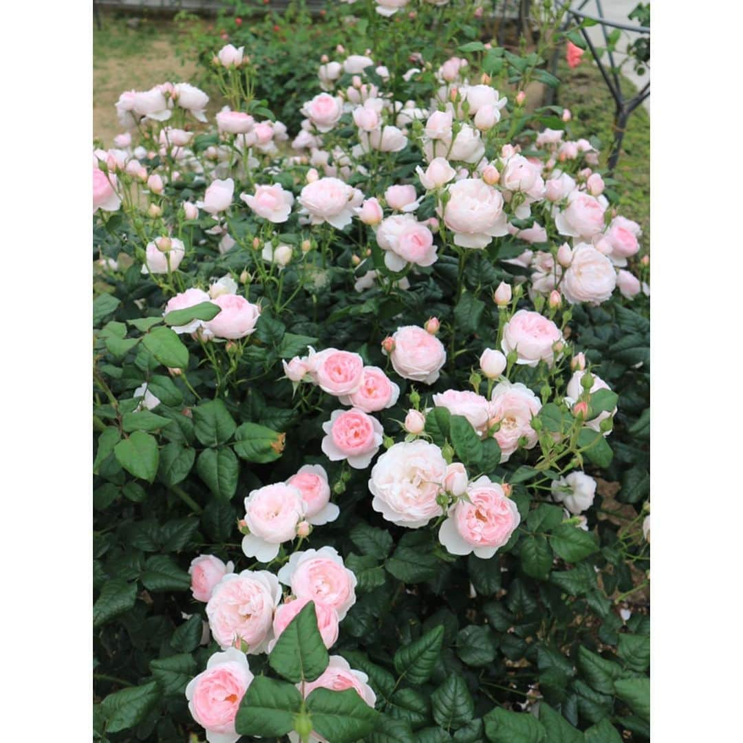 古賀陽子さんのインスタグラム写真 - (古賀陽子Instagram)「#お花だより 🌹 #バラ #薔薇 #バラ園 #rose garden」5月18日 1時12分 - y.koga7