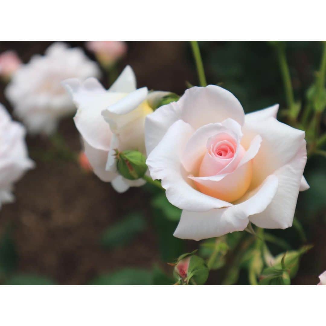 古賀陽子さんのインスタグラム写真 - (古賀陽子Instagram)「#お花だより 🌹 #バラ #薔薇 #バラ園 #rose garden」5月18日 1時12分 - y.koga7