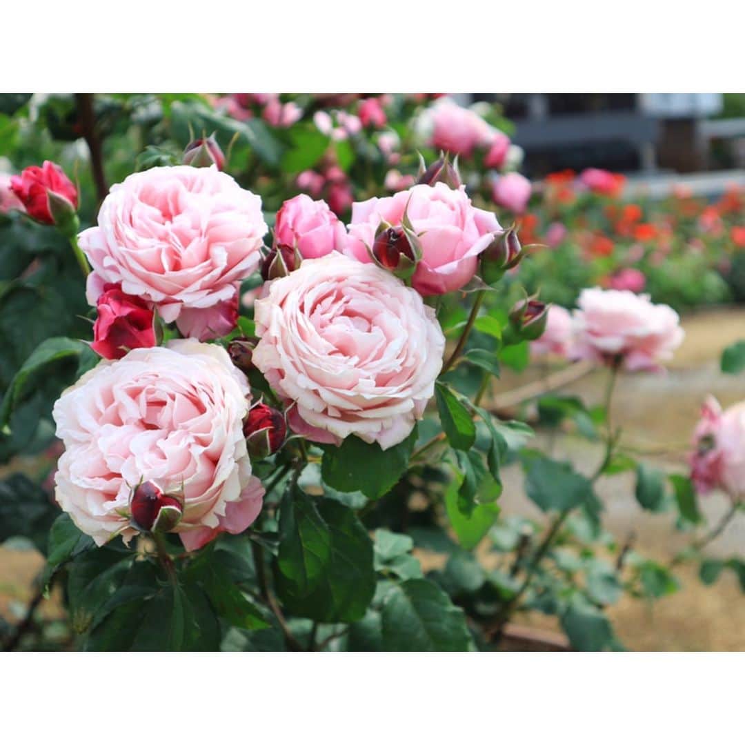 古賀陽子さんのインスタグラム写真 - (古賀陽子Instagram)「#お花だより 🌹 #バラ #薔薇 #バラ園 #rose garden」5月18日 1時12分 - y.koga7