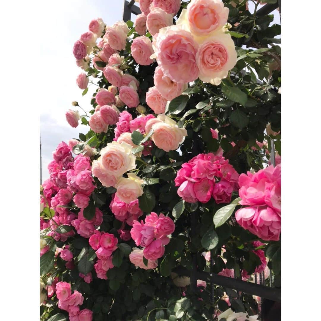 古賀陽子のインスタグラム：「#お花だより 🌹 #バラ #薔薇 #バラ園 #rose garden」