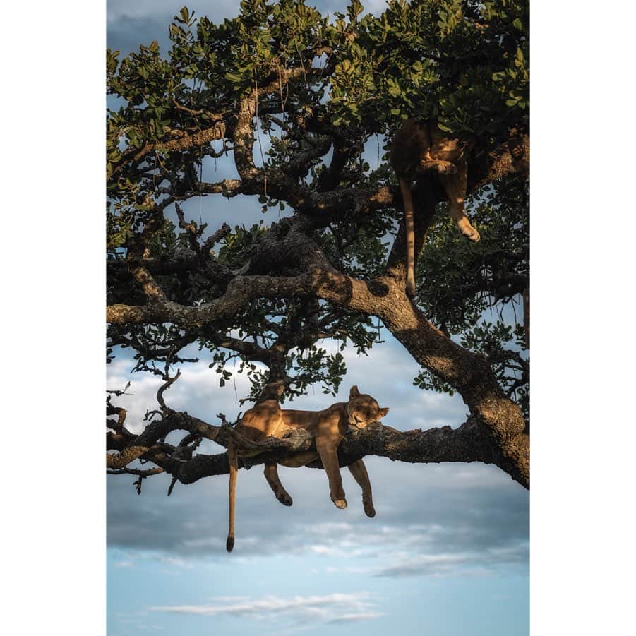 National Geographic Creativeさんのインスタグラム写真 - (National Geographic CreativeInstagram)「What's your favorite photo? Check out what caught our eye in this week's selection of #WhatWeLiked from the Image Collection editors | #GreatHornedOwls by @melissagroo | #Lioness by @schmid_chris | #MonumentValley by @pedromcbride | #Horses by @williamalbertallard」5月18日 1時14分 - natgeointhefield