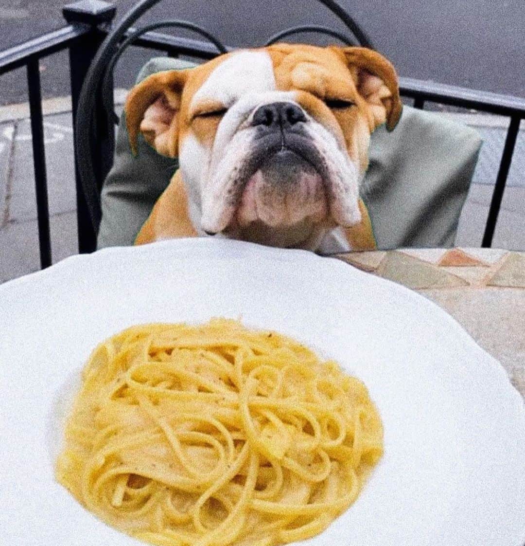 Bodhi & Butters & Bubbahさんのインスタグラム写真 - (Bodhi & Butters & BubbahInstagram)「Carbo load 🍝 . . . . #friday #feels #bulldog #bestoftheday #datenight #dogsofinstagram #hot #date #bff @itmepepperoni」5月18日 1時34分 - keonistuff