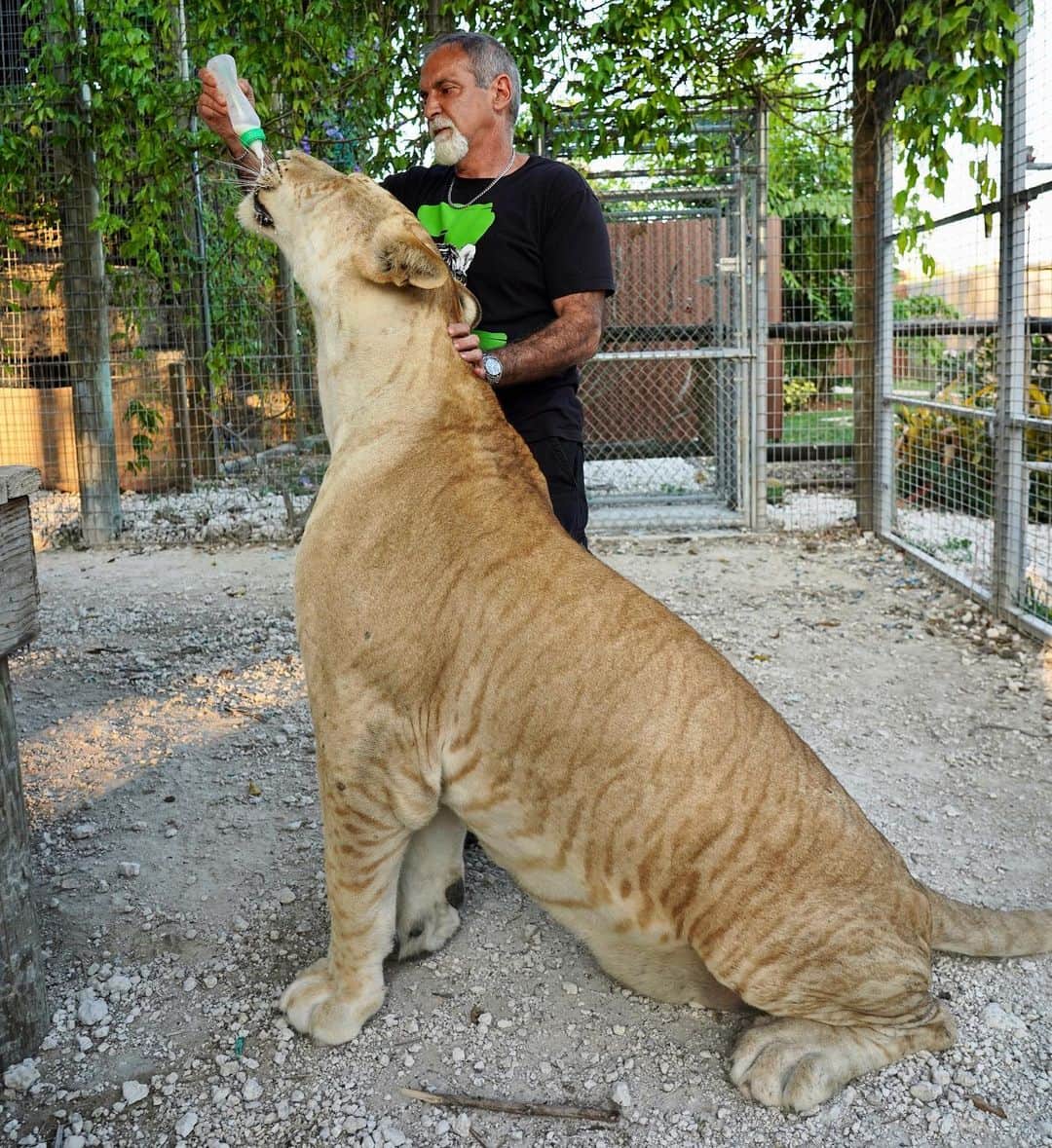 Zoological Wildlife Foundationさんのインスタグラム写真 - (Zoological Wildlife FoundationInstagram)「Zeus is now thirty months old and a lean approximate 600 pounds of muscle and beauty 💙🐾 . #liger #zwfmiami #zwf #bigcat」5月18日 3時05分 - zwfmiami
