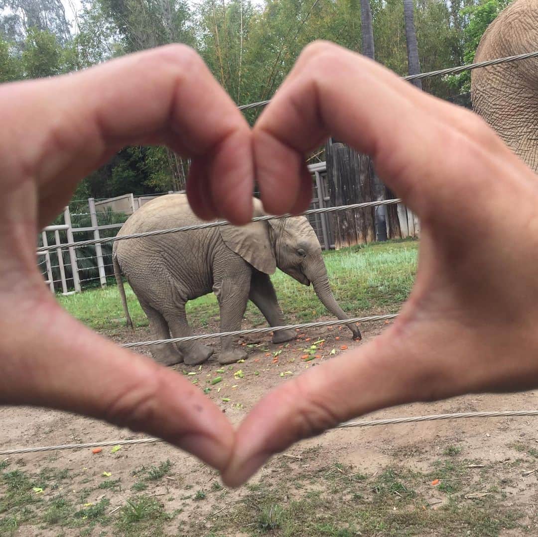 San Diego Zooさんのインスタグラム写真 - (San Diego ZooInstagram)「Our animal care experts are showing their ❤️s for Endangered Species Day! Do your part and raise awareness for wildlife. Post and tag your own #ShowUsYourHeart pic today and be a voice for the more than 1 million threatened species worldwide. #endextinction #savethechubbyunicorns」5月18日 3時33分 - sandiegozoo