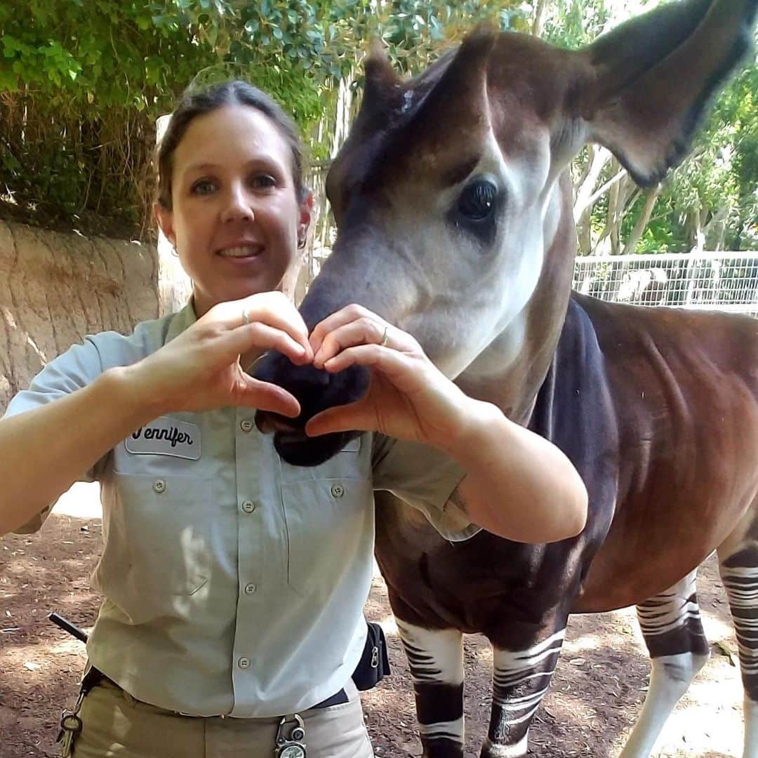 San Diego Zooさんのインスタグラム写真 - (San Diego ZooInstagram)「Our animal care experts are showing their ❤️s for Endangered Species Day! Do your part and raise awareness for wildlife. Post and tag your own #ShowUsYourHeart pic today and be a voice for the more than 1 million threatened species worldwide. #endextinction #savethechubbyunicorns」5月18日 3時33分 - sandiegozoo