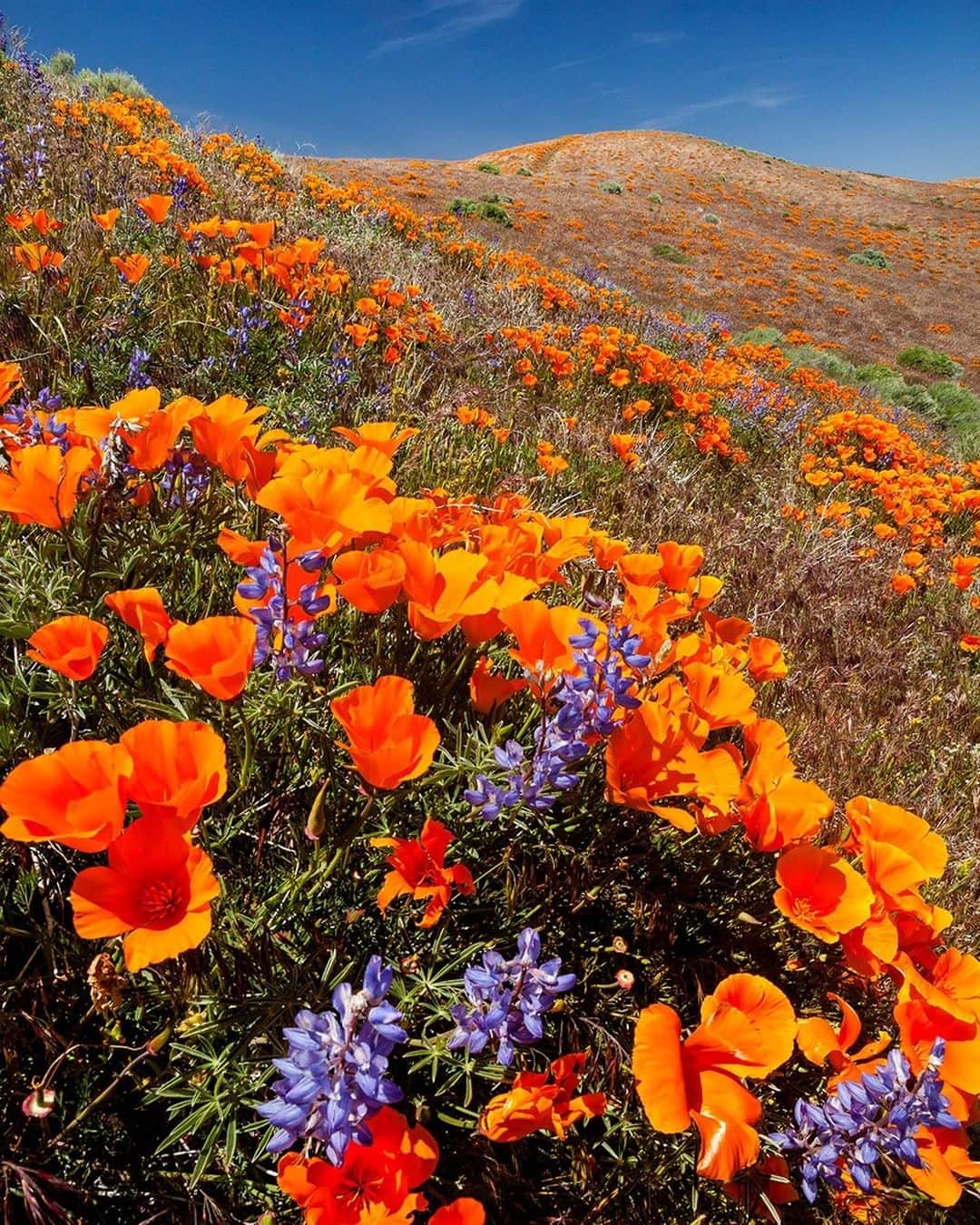 National Geographic Travelさんのインスタグラム写真 - (National Geographic TravelInstagram)「Photos @stephen_matera | California poppies and lupine in spring bloom, Antelope Valley, California. The poppy is the state flower of California, and on good years is abundant in Antelope Valley. Antelope Valley California Poppy Reserve, near Lancaster is a great place to view the poppies in the early spring. California State Parks does not water or stimulate the flowers for growth, but allows them to grow in their natural state. Follow me @stephen_matera for more images like this from California and around the world. #californiapoppy #antelopevalley #spring」5月18日 3時51分 - natgeotravel