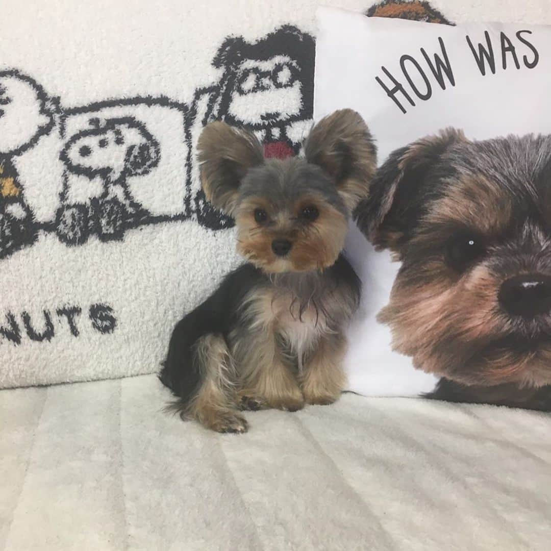 筒井萌子さんのインスタグラム写真 - (筒井萌子Instagram)「* 昨日でうに🐶１歳おめでとう🎈💕 うにすたぐらむ→ @nontatiara  実家に帰る時しか会えないけどいつも 送られてくる写真や動画に癒されてる🐥 来月会えるかな〜❤️ これからもスクスク育ってね〜*•.❥◡̈*.。 ・ #tbs #ドラマ #筒井萌子 #女優 #actress #モデル #model #ヨークシャテリア #ヨーキー  #岡山 #shooting #instagood #instalike #撮影 #followme #instalike #ゴルフ #ゴルフ女子 #シャネル #CHANEL #chanel」5月18日 13時50分 - tsutsui.moeko.o