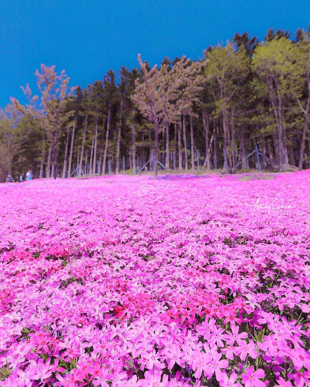 アンディ・チェンさんのインスタグラム写真 - (アンディ・チェンInstagram)「滝上町・芝ざくら滝上公園 2019.05.18 #Canon #canon_taiwan  #EOS6D2  #滝上芝桜公園 #芝ざくら #芝櫻 #芝桜」5月18日 13時58分 - myhiro99