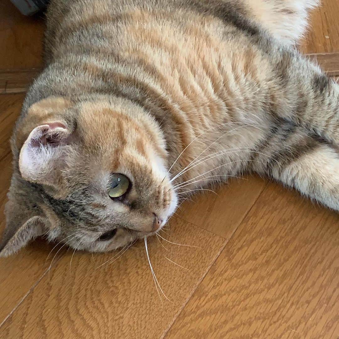 野間美由紀のインスタグラム：「猫が床に寝そべる季節。」