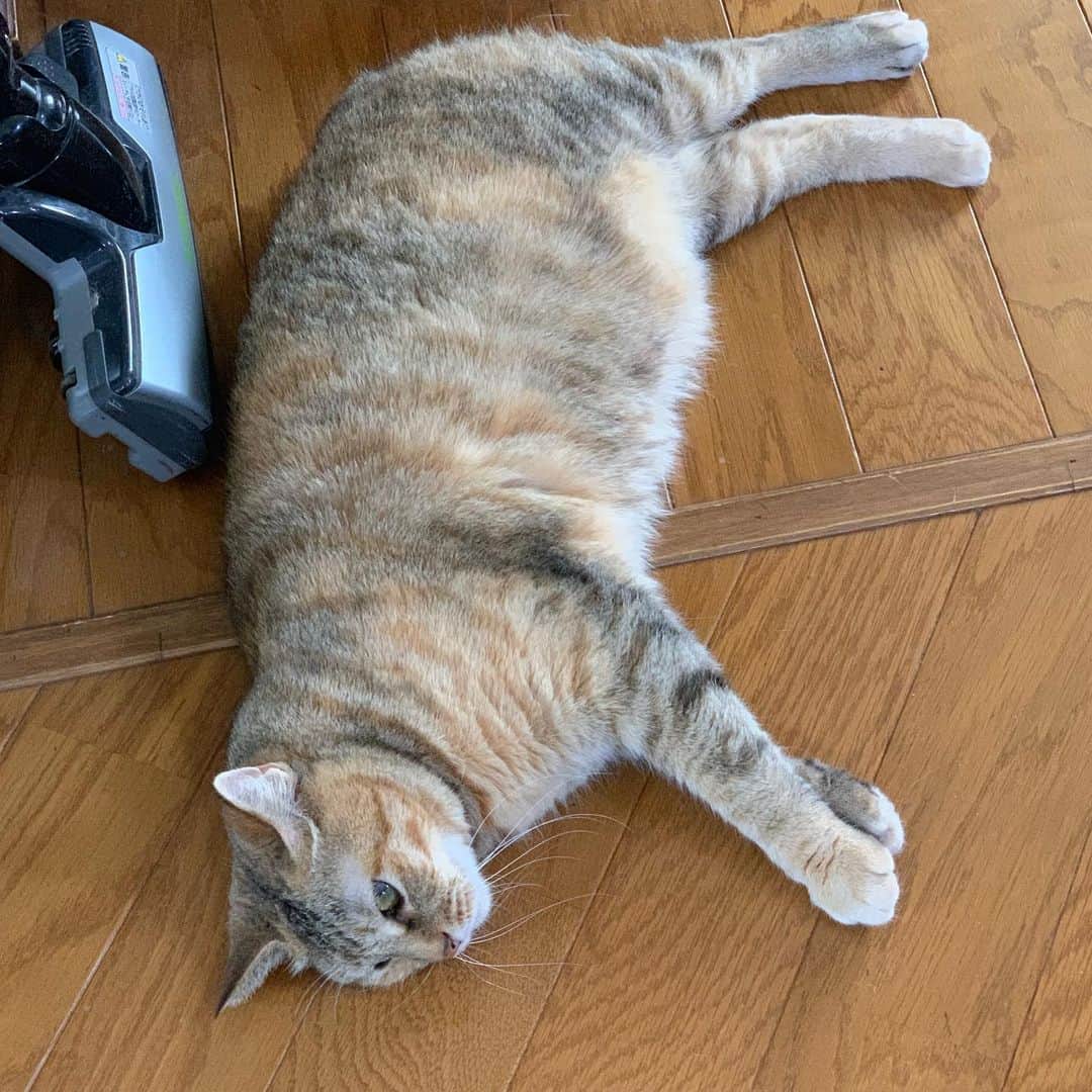 野間美由紀さんのインスタグラム写真 - (野間美由紀Instagram)「猫が床に寝そべる季節。」5月18日 14時16分 - rose_m