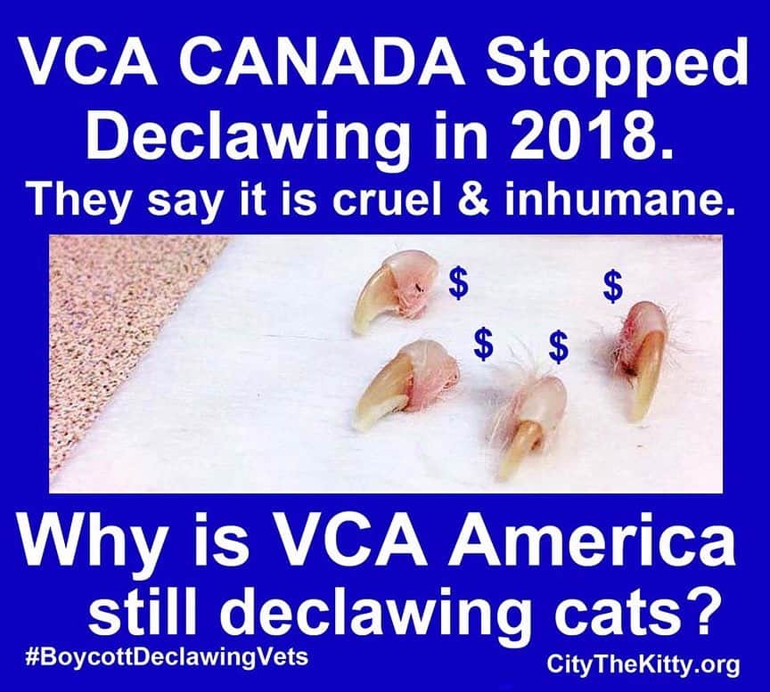 City the Kittyさんのインスタグラム写真 - (City the KittyInstagram)「Many of our followers have been reporting back to us about how their local @vca Animal Hospitals address declawing.  Some of them say you need an exam to discuss other options with a vet, some ask if you want two or four paws and give you a price, and a couple said to hold on, so they can get their script. ???? Send your info for our study to citythekitty@gmail.com Please take 60 seconds to sign our petition to inspire VCA to stop declawing! Your voice matters and let’s get to 50,000 signatures this month!!! http://bit.ly/VCApetition @vca_canada stopped declawing last year so what is taking VCA U.$ to do the same???? #vcapets #vcaanimalhospital #vcahospitals」5月18日 6時19分 - citythekitty