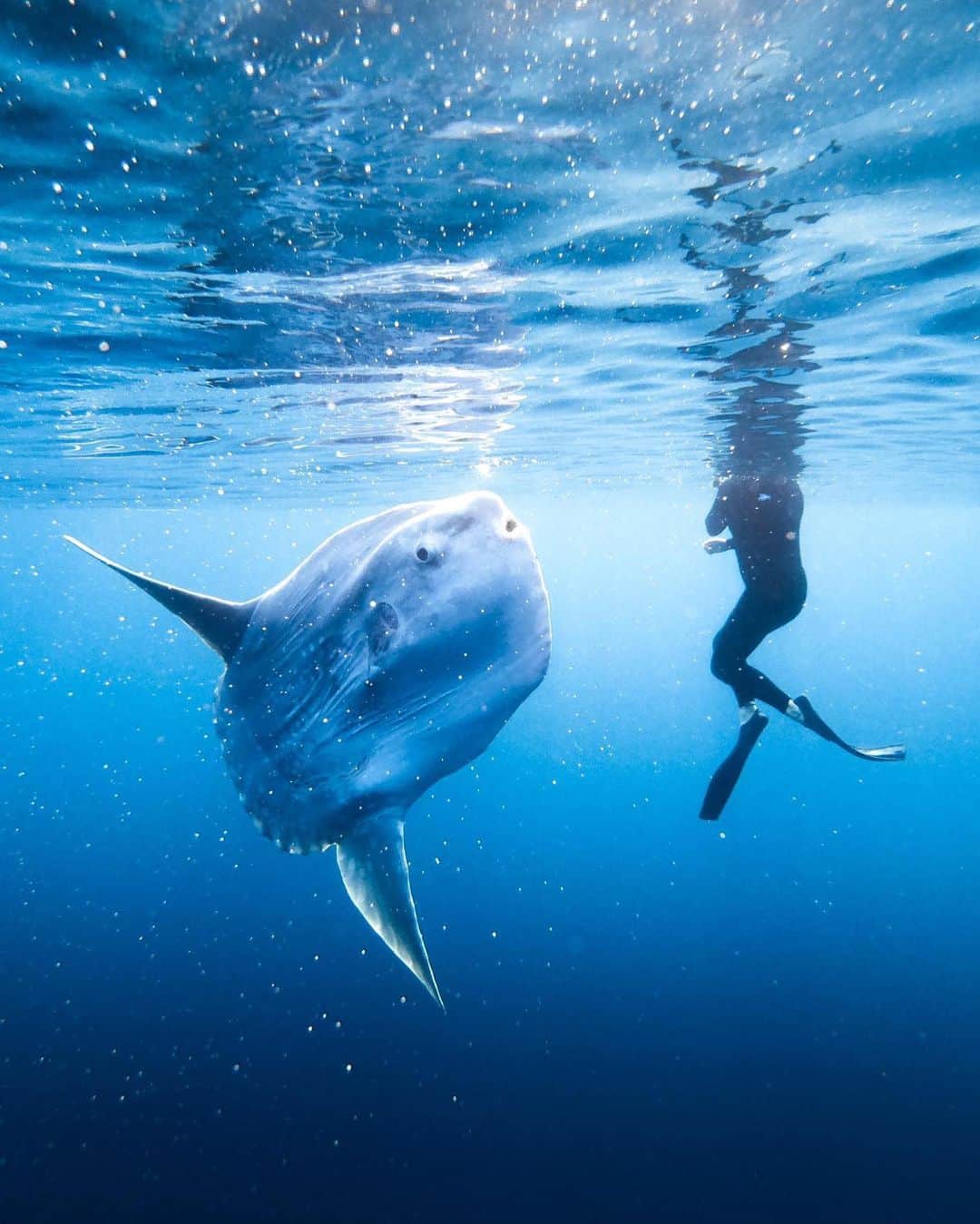 goproさんのインスタグラム写真 - (goproInstagram)「Photo of the Day: Mola Mola sightings with @ac.putnam + #GoProHERO7 Black. Did you know the Ocean Sunfish is one of the heaviest bony fish in the world? • • • #GoPro #UnderwaterPhoto #MolaMola #MarineLife」5月18日 6時20分 - gopro