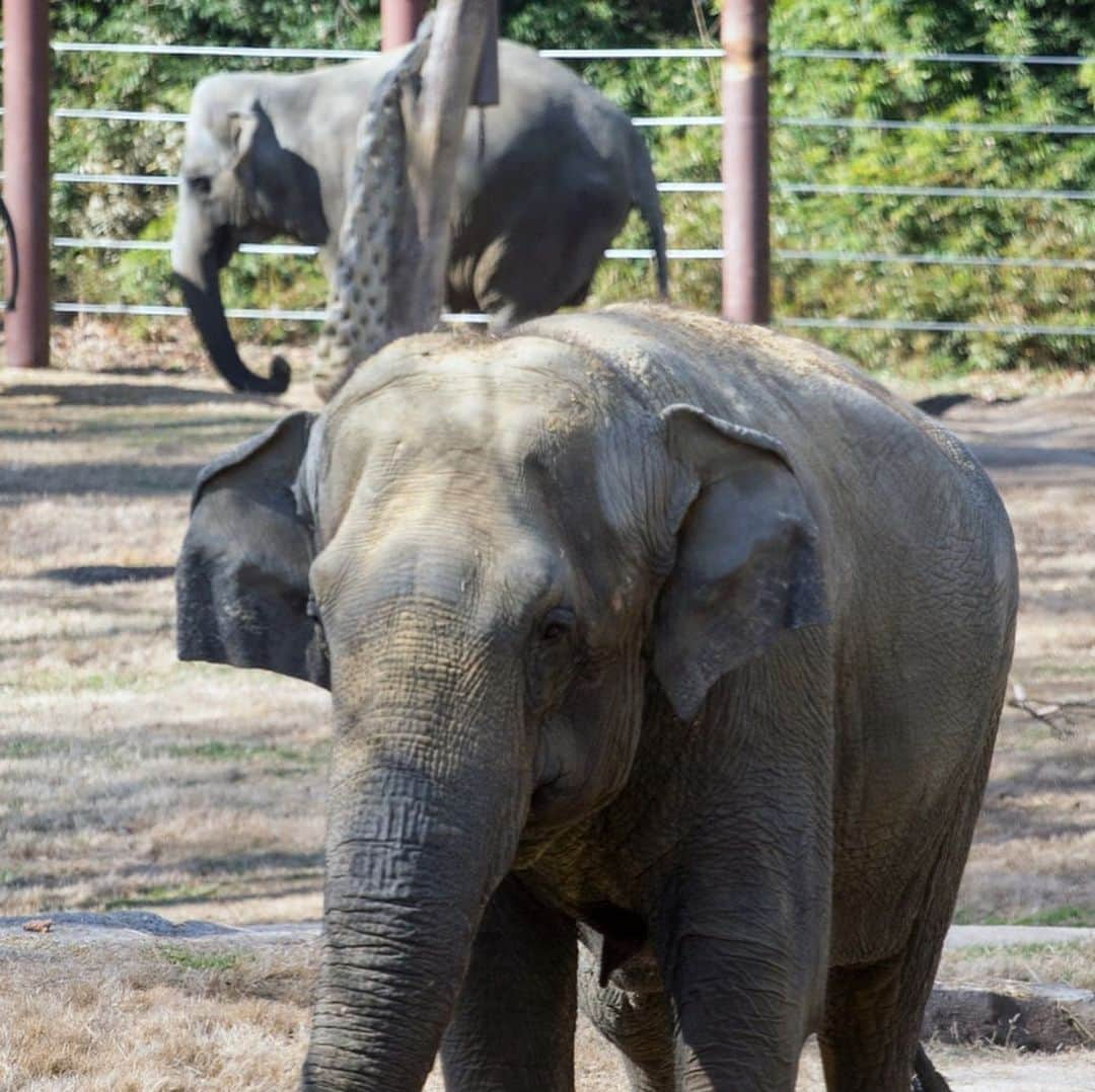 スミソニアン国立動物園さんのインスタグラム写真 - (スミソニアン国立動物園Instagram)「❤️🐘 Our smart, loyal and steadfast Asian elephant Shanthi continues to receive treatment for osteoarthritis in her wrists. Last month, our animal care team tried a brand new therapy to control Shanthi’s condition, ease her discomfort and improve her overall quality of life.  They are seeing some encouraging signs that she is feeling better. Although her condition is incurable, her recent positive response to the treatment gives the Zoo’s animal care team hope that her quality of life will continue to rise. UPDATE: https://s.si.edu/2Qa8eWb. (Link in bio.)」5月18日 6時37分 - smithsonianzoo