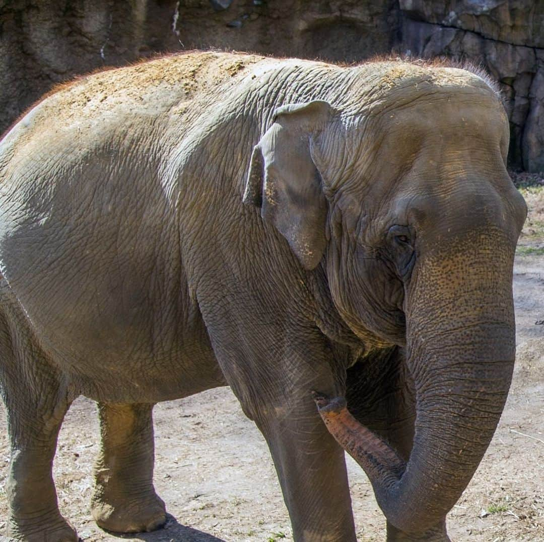 スミソニアン国立動物園さんのインスタグラム写真 - (スミソニアン国立動物園Instagram)「❤️🐘 Our smart, loyal and steadfast Asian elephant Shanthi continues to receive treatment for osteoarthritis in her wrists. Last month, our animal care team tried a brand new therapy to control Shanthi’s condition, ease her discomfort and improve her overall quality of life.  They are seeing some encouraging signs that she is feeling better. Although her condition is incurable, her recent positive response to the treatment gives the Zoo’s animal care team hope that her quality of life will continue to rise. UPDATE: https://s.si.edu/2Qa8eWb. (Link in bio.)」5月18日 6時37分 - smithsonianzoo