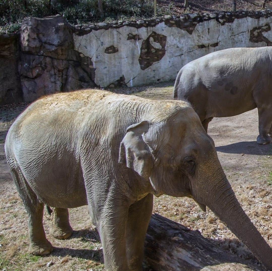 スミソニアン国立動物園さんのインスタグラム写真 - (スミソニアン国立動物園Instagram)「❤️🐘 Our smart, loyal and steadfast Asian elephant Shanthi continues to receive treatment for osteoarthritis in her wrists. Last month, our animal care team tried a brand new therapy to control Shanthi’s condition, ease her discomfort and improve her overall quality of life.  They are seeing some encouraging signs that she is feeling better. Although her condition is incurable, her recent positive response to the treatment gives the Zoo’s animal care team hope that her quality of life will continue to rise. UPDATE: https://s.si.edu/2Qa8eWb. (Link in bio.)」5月18日 6時37分 - smithsonianzoo