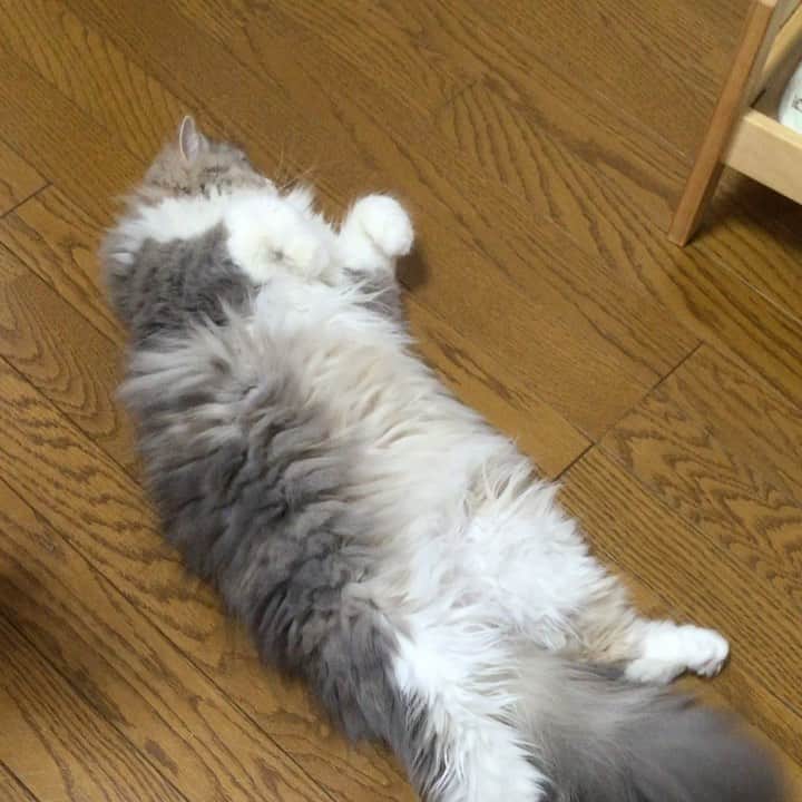 のインスタグラム：「🌞DORAEMON ・ ・ 僕、ドラちゃん〜♪ ・ 今日もアチいなぁ……。 ・ ・ 君は教育係りなんだけどなぁ〜 生徒がマネばかりします😆・ ・ ・ #またたび猫ハウス  #cats_of_instagram #animalsco #animaladdicts #cutepetclub #catsofinstagram #animalsvideos #fluffypack #TheDailykitten #catloversclub #cat_of_world #animalsshot #bestmeow #pleasantcats #catsofday #bestcats_oftheworld #cats_of_instworld #catsofworld #catsloversworld #cat_features #babypet_videos #weeklyfluff #猫ブリーダー #9gag」