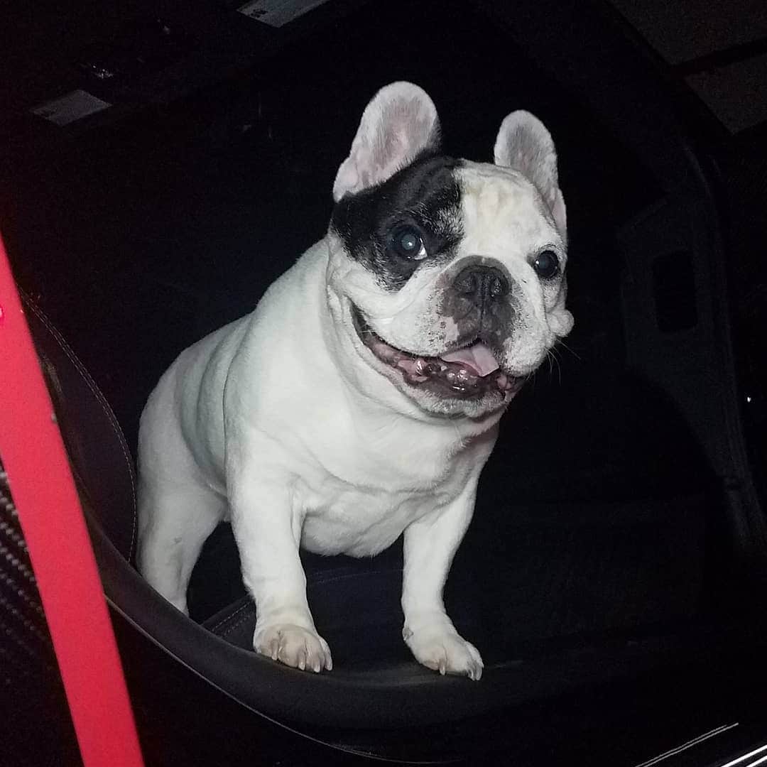 Manny The Frenchieのインスタグラム：「I've got quite a few reasons to smile! It's Friday, I got a belly full of @halopets food, who's main ingredient is WHOLE meat, which makes for ultimate digestibility and less toots in the car! Win-win for everyone! 😂」