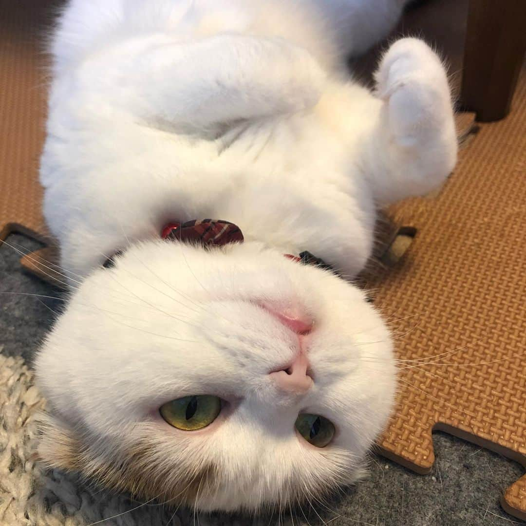 momo0224momomoさんのインスタグラム写真 - (momo0224momomoInstagram)「猫が床に落ちてる季節。突入。  #ねこ#猫#かわいい#スコティッシュ#スコティッシュフォールド#ノルウェージャン#まん丸猫#ドラえもん#猫バカ#親バカ#多頭飼い#猫の平和を祈る#ペットバカ#ヌコ#Instagram猫#ねこ部」5月18日 7時43分 - momo0224momomo