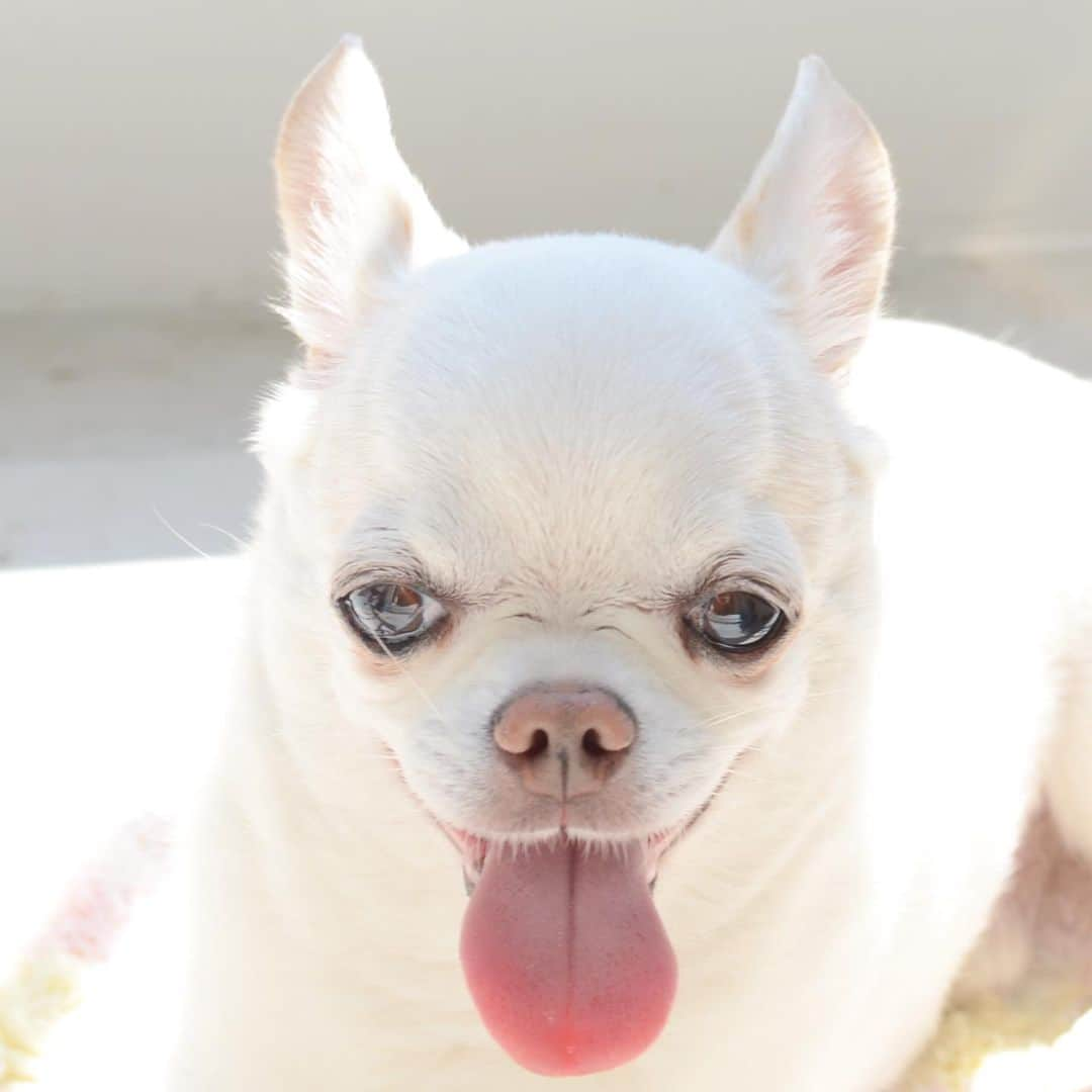 KORIKIさんのインスタグラム写真 - (KORIKIInstagram)「おはべー👅 * #👅 #dogofsapporo #dog, #dogs, #dogstagram,#chihuahua,#犬バカ部,#チワワ,#koriki, #hanadog #白スムチ連合会, #スムチー,  #dogofthedayjp, #dogoftheday  #ilovemydog #instadog #instapet #WhiteChihuahua  #吉娃娃 #치와와  #dogsofinstagram #Chihuahualover  #チワワの輪 #barkbox #WhiteChihuahuaParty #もふもふモフモフ」5月18日 7時45分 - koriki_dog