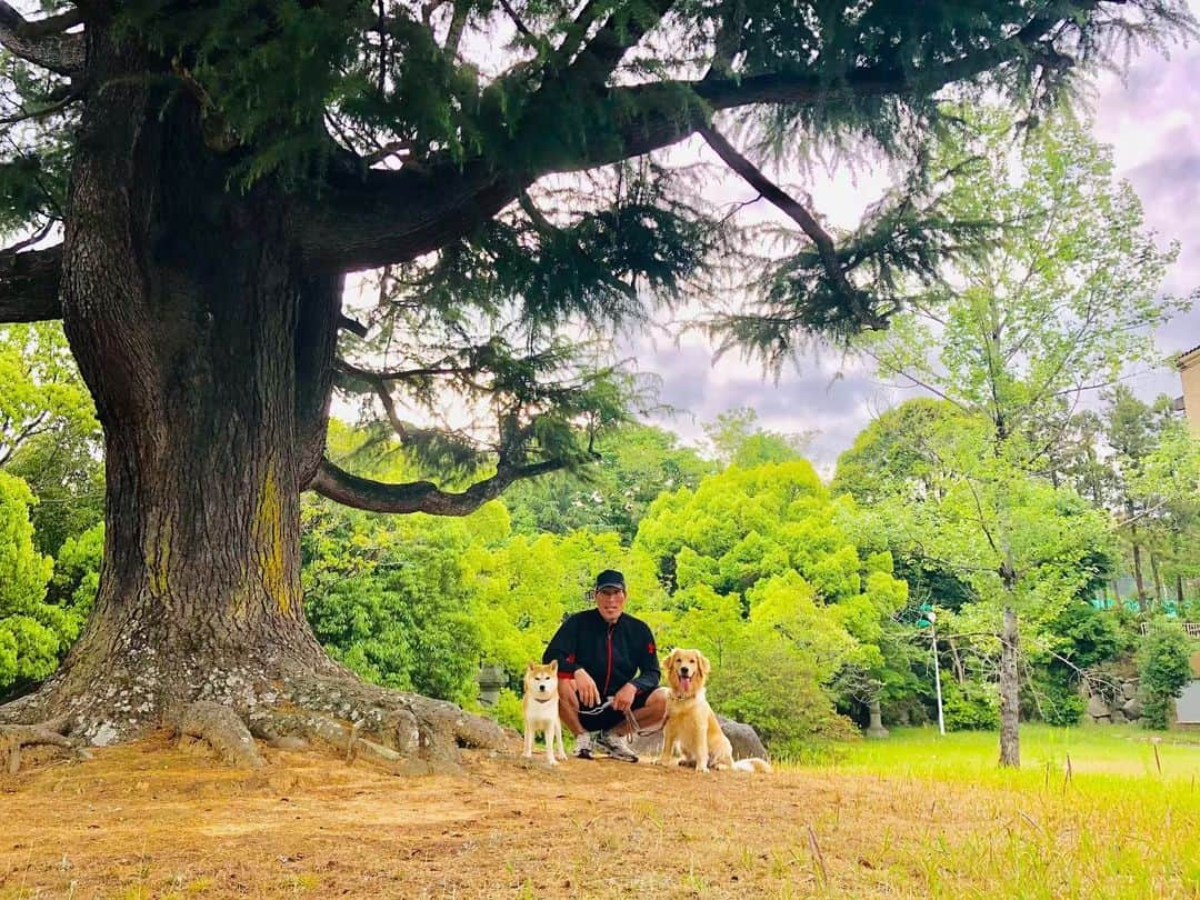 篠原信一さんのインスタグラム写真 - (篠原信一Instagram)「朝の散歩🚶‍♂️🐕🐶💨🐾🐾 #柴犬 #しばいぬ #ゴールデンレトリバー #ゴールデンレトリーバー #小鉄とニコの大冒険  #shibainu  #shibainulover  #shibainulife #shibainuinsrule #shibainuphotos #shibainuworld #goldenretriever  #goldenretrieverlove #goldenretrieverlife #goldenretrieversrule #goldenretrieverphotos #goldenretrieverworld #いぬすたぐらむ #いぬのいる暮らし #犬との暮らし #犬との暮らし #朝散歩」5月18日 7時45分 - kotetu__niko