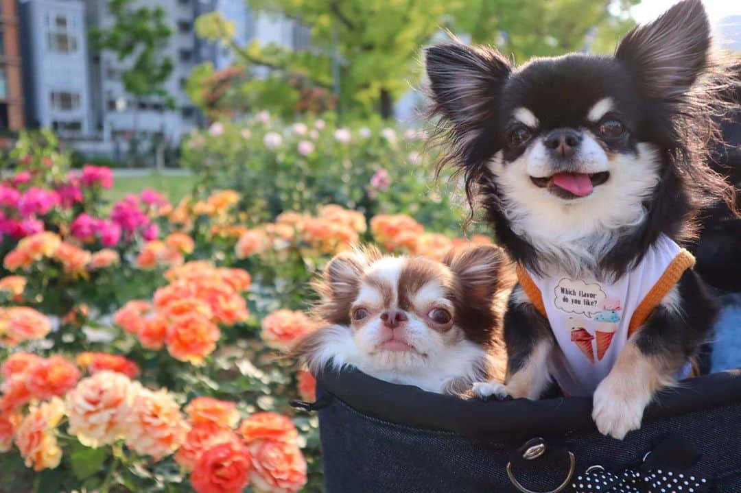 kayoのインスタグラム：「* * めろめろヤル気満々😂💗 * * Lychee🌹Melon * * #中之島バラ園 #バラ #Rosegarden * #chihuahua#chihuahualove#dogstgram#dog#instadog#チワワ#チワワ大好き * *」