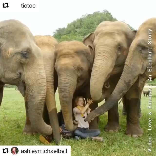 ブリアナ・エヴィガンのインスタグラム：「#Repost @ashleymichaelbell with @get_repost ・・・ Thank you @tictoc and @bloomberg for releasing this video on #endangeredspeciesday!! Thank you shining light on the beloved and often overlooked Asian Elephant! If you haven’t gotten a chance - do an #Endangeredspecies Day activity and sign the petition link in my bio to help #Asian #elephants! ・・・ 🐘 This is the @changedotorg inspiration behind the film @loveandbananasmovie as it sheds light on the plight of the Asian elephant. (I love you ash)」