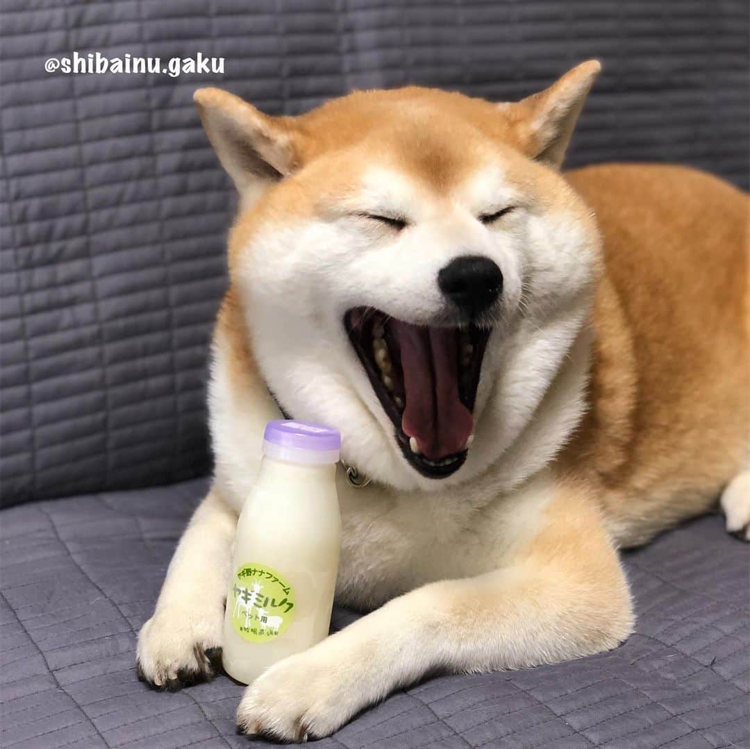 Kazumi-Gakumamaさんのインスタグラム写真 - (Kazumi-GakumamaInstagram)「牛乳🥛大好きな岳➰🐕 *  おっさんがビールを欲するように、暑い日の散歩後に牛乳🥛でク〰️ッと一杯行きたい岳ですが、ご存知の通りこの体型💦 *  たまになら良くても毎日はちょっと問題がぁ〜😂 *  そんな時、知ったのが生のヤギミルク🐐🥛 *  実は、ヤギミルクは、 消化吸収が良いのでペットがお腹を壊す事が少ない。 *  犬はミルクに含まれる乳糖の消化が苦手で、牛乳はヤギミルクより乳糖が多い。 *  またヤギミルクの脂肪球は牛乳のナント6分の1😍 なので、ヤギミルクは消化しやすく、下痢を起こすことが少ないんです。 *  アレルギーが起き難いので、牛乳がダメな子も飲める。 *  ヤギミルクはパピーの栄養が必要な時期から、シニアの食が細くしっかり栄養を取りたい時期までOK🙆‍♀️ *  低カロリーなのに、栄養たっぷり‼︎ 特にタウリンは牛乳の20倍！ 人間用の牛乳はカロリーが高いため太る原因になるけど、ヤギミルクは牛乳よりカロリーが少ないので、仮にいつも与えている牛乳と同じ量のヤギミルクを与えた場合、ダイエットに繋がるとも考えられます😃 *  こちらのヤギミルクは冷凍で届きます‼︎ 賞味期限は、冷凍なので３ヶ月保ちます。 解凍した場合は、解凍して３日が賞味期限です。 *  先日、岳の里帰りの際持参し、翌日あてま高原リゾート ベルナティオのコテージの専用ドッグランで与えたところ、すごい飲みっぷり😋 牛乳どころではない反応でした‼︎ *  帰宅して散歩の後に与えたら、寅次朗まで寄って来て催促されたので寅次朗にもお裾分け😼 そうなんです、ヤギ野ナナファームの生ヤギミルクはニャンコにも与える事が出来ますょ〰️😻 *  スワイプしてね~☞Please swipe 🐾----*----*----*----🐾 Goat's milk choice for Gaku's diet🐐🍼🥛 This goat milk can drink not only dogs but also cats🐕🐈🥛 Even though it is low in calories, it is full of nutrition👍💯💮 🐾----*----*----*----🐾 @nanafarm_yagi #ヤギ野ナナファーム #生ヤギミルク #柴犬 #岳 #柴犬岳 #柴犬ガク#gaku #shibainugaku #shiba #shibainu #shibastagram #いぬすたぐらむ #猫 #ねこ #ニャンコ #寅次朗 #茶トラ #まるどら #gingercat #にゃんすたぐらむ #ねこすたぐらむ  #ふわもこ部 #ワンフルエンサー #ニャンフルエンサー  #あてま高原リゾート #ベルナティオ #カーネリア #canelia  #20190518」5月18日 8時01分 - shibainu.gaku