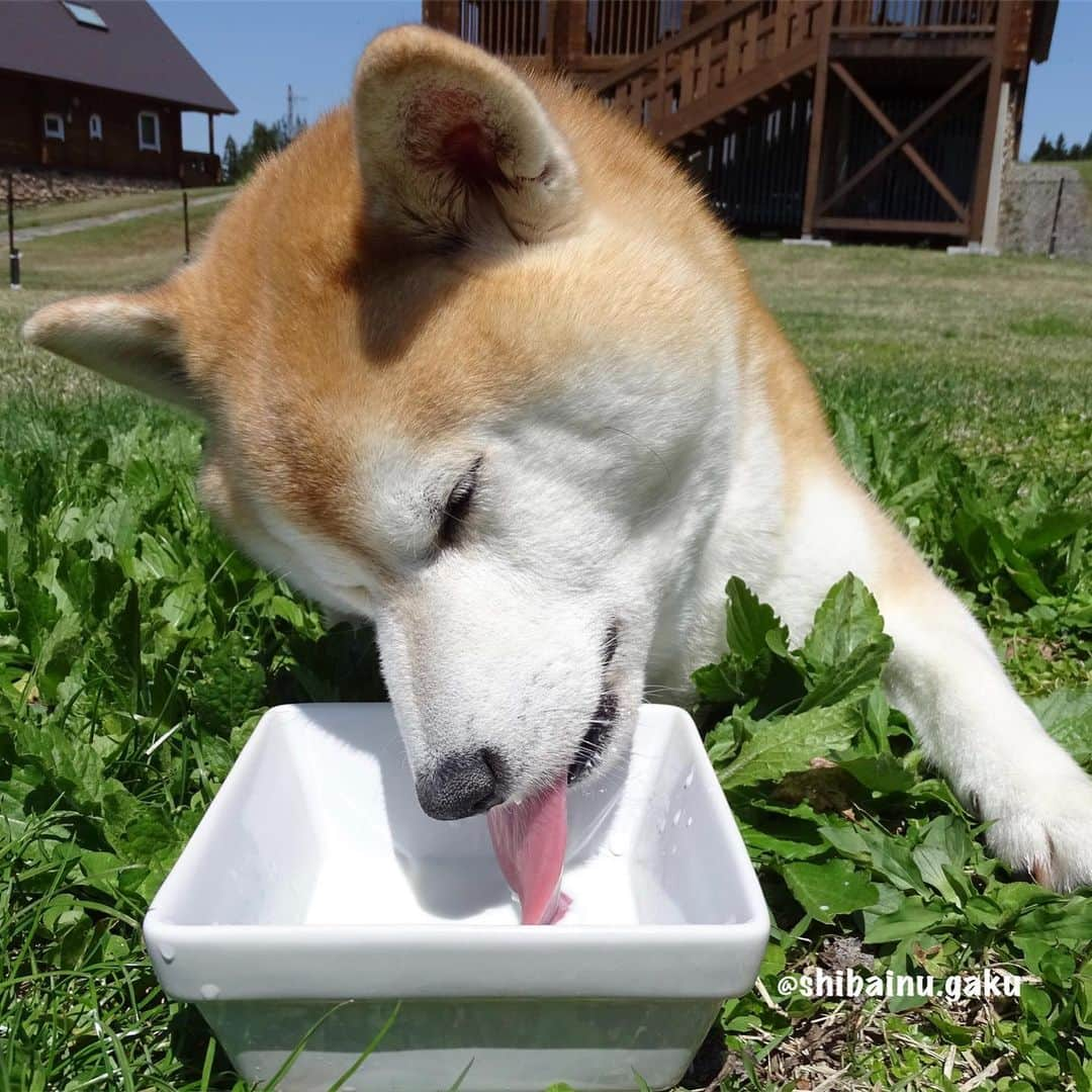 Kazumi-Gakumamaさんのインスタグラム写真 - (Kazumi-GakumamaInstagram)「牛乳🥛大好きな岳➰🐕 *  おっさんがビールを欲するように、暑い日の散歩後に牛乳🥛でク〰️ッと一杯行きたい岳ですが、ご存知の通りこの体型💦 *  たまになら良くても毎日はちょっと問題がぁ〜😂 *  そんな時、知ったのが生のヤギミルク🐐🥛 *  実は、ヤギミルクは、 消化吸収が良いのでペットがお腹を壊す事が少ない。 *  犬はミルクに含まれる乳糖の消化が苦手で、牛乳はヤギミルクより乳糖が多い。 *  またヤギミルクの脂肪球は牛乳のナント6分の1😍 なので、ヤギミルクは消化しやすく、下痢を起こすことが少ないんです。 *  アレルギーが起き難いので、牛乳がダメな子も飲める。 *  ヤギミルクはパピーの栄養が必要な時期から、シニアの食が細くしっかり栄養を取りたい時期までOK🙆‍♀️ *  低カロリーなのに、栄養たっぷり‼︎ 特にタウリンは牛乳の20倍！ 人間用の牛乳はカロリーが高いため太る原因になるけど、ヤギミルクは牛乳よりカロリーが少ないので、仮にいつも与えている牛乳と同じ量のヤギミルクを与えた場合、ダイエットに繋がるとも考えられます😃 *  こちらのヤギミルクは冷凍で届きます‼︎ 賞味期限は、冷凍なので３ヶ月保ちます。 解凍した場合は、解凍して３日が賞味期限です。 *  先日、岳の里帰りの際持参し、翌日あてま高原リゾート ベルナティオのコテージの専用ドッグランで与えたところ、すごい飲みっぷり😋 牛乳どころではない反応でした‼︎ *  帰宅して散歩の後に与えたら、寅次朗まで寄って来て催促されたので寅次朗にもお裾分け😼 そうなんです、ヤギ野ナナファームの生ヤギミルクはニャンコにも与える事が出来ますょ〰️😻 *  スワイプしてね~☞Please swipe 🐾----*----*----*----🐾 Goat's milk choice for Gaku's diet🐐🍼🥛 This goat milk can drink not only dogs but also cats🐕🐈🥛 Even though it is low in calories, it is full of nutrition👍💯💮 🐾----*----*----*----🐾 @nanafarm_yagi #ヤギ野ナナファーム #生ヤギミルク #柴犬 #岳 #柴犬岳 #柴犬ガク#gaku #shibainugaku #shiba #shibainu #shibastagram #いぬすたぐらむ #猫 #ねこ #ニャンコ #寅次朗 #茶トラ #まるどら #gingercat #にゃんすたぐらむ #ねこすたぐらむ  #ふわもこ部 #ワンフルエンサー #ニャンフルエンサー  #あてま高原リゾート #ベルナティオ #カーネリア #canelia  #20190518」5月18日 8時01分 - shibainu.gaku