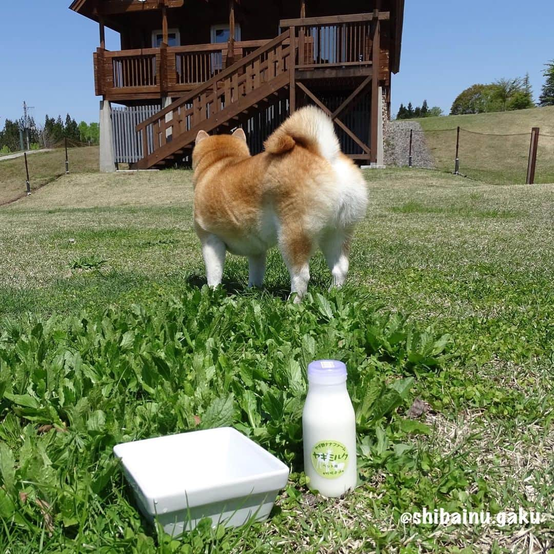 Kazumi-Gakumamaさんのインスタグラム写真 - (Kazumi-GakumamaInstagram)「牛乳🥛大好きな岳➰🐕 *  おっさんがビールを欲するように、暑い日の散歩後に牛乳🥛でク〰️ッと一杯行きたい岳ですが、ご存知の通りこの体型💦 *  たまになら良くても毎日はちょっと問題がぁ〜😂 *  そんな時、知ったのが生のヤギミルク🐐🥛 *  実は、ヤギミルクは、 消化吸収が良いのでペットがお腹を壊す事が少ない。 *  犬はミルクに含まれる乳糖の消化が苦手で、牛乳はヤギミルクより乳糖が多い。 *  またヤギミルクの脂肪球は牛乳のナント6分の1😍 なので、ヤギミルクは消化しやすく、下痢を起こすことが少ないんです。 *  アレルギーが起き難いので、牛乳がダメな子も飲める。 *  ヤギミルクはパピーの栄養が必要な時期から、シニアの食が細くしっかり栄養を取りたい時期までOK🙆‍♀️ *  低カロリーなのに、栄養たっぷり‼︎ 特にタウリンは牛乳の20倍！ 人間用の牛乳はカロリーが高いため太る原因になるけど、ヤギミルクは牛乳よりカロリーが少ないので、仮にいつも与えている牛乳と同じ量のヤギミルクを与えた場合、ダイエットに繋がるとも考えられます😃 *  こちらのヤギミルクは冷凍で届きます‼︎ 賞味期限は、冷凍なので３ヶ月保ちます。 解凍した場合は、解凍して３日が賞味期限です。 *  先日、岳の里帰りの際持参し、翌日あてま高原リゾート ベルナティオのコテージの専用ドッグランで与えたところ、すごい飲みっぷり😋 牛乳どころではない反応でした‼︎ *  帰宅して散歩の後に与えたら、寅次朗まで寄って来て催促されたので寅次朗にもお裾分け😼 そうなんです、ヤギ野ナナファームの生ヤギミルクはニャンコにも与える事が出来ますょ〰️😻 *  スワイプしてね~☞Please swipe 🐾----*----*----*----🐾 Goat's milk choice for Gaku's diet🐐🍼🥛 This goat milk can drink not only dogs but also cats🐕🐈🥛 Even though it is low in calories, it is full of nutrition👍💯💮 🐾----*----*----*----🐾 @nanafarm_yagi #ヤギ野ナナファーム #生ヤギミルク #柴犬 #岳 #柴犬岳 #柴犬ガク#gaku #shibainugaku #shiba #shibainu #shibastagram #いぬすたぐらむ #猫 #ねこ #ニャンコ #寅次朗 #茶トラ #まるどら #gingercat #にゃんすたぐらむ #ねこすたぐらむ  #ふわもこ部 #ワンフルエンサー #ニャンフルエンサー  #あてま高原リゾート #ベルナティオ #カーネリア #canelia  #20190518」5月18日 8時01分 - shibainu.gaku