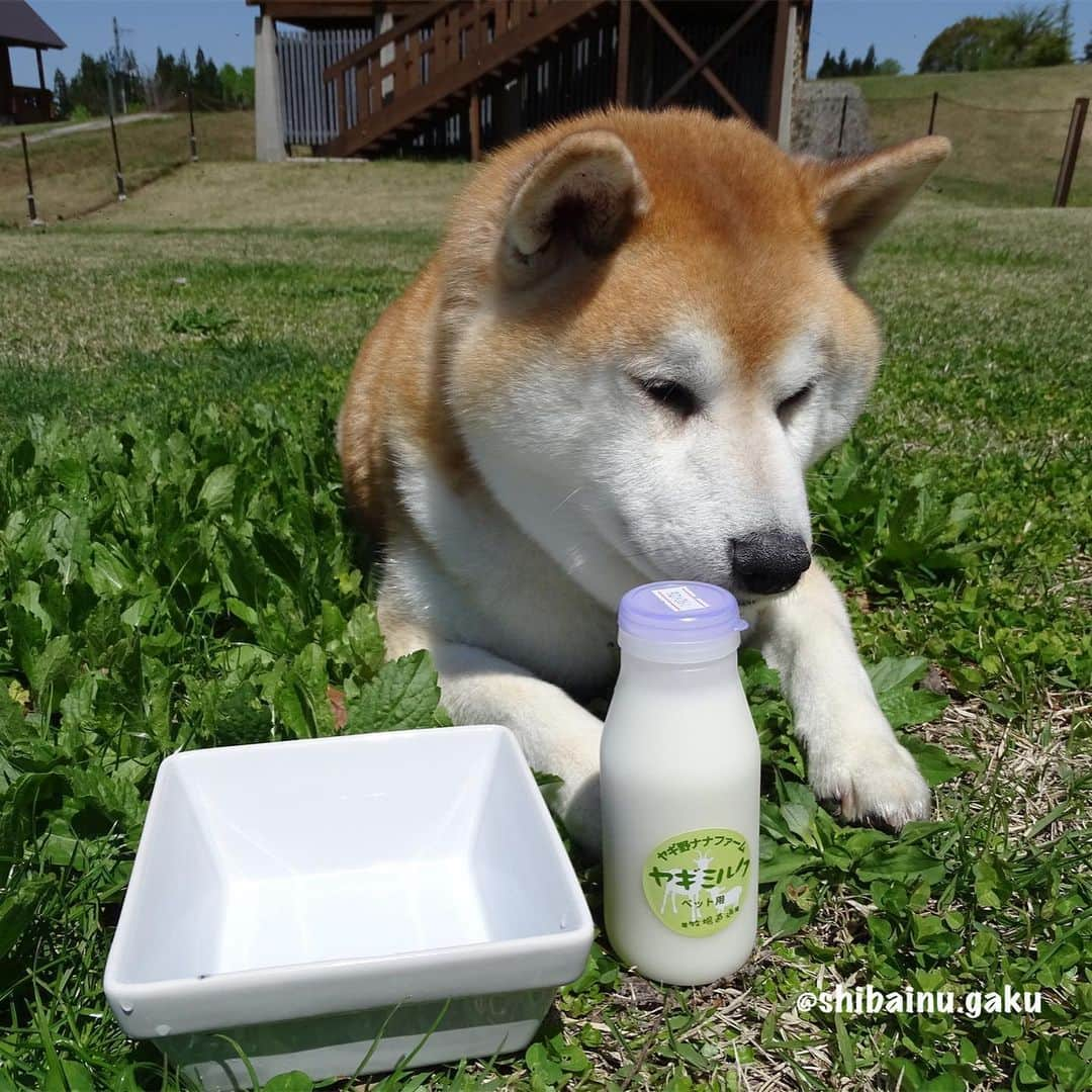 Kazumi-Gakumamaさんのインスタグラム写真 - (Kazumi-GakumamaInstagram)「牛乳🥛大好きな岳➰🐕 *  おっさんがビールを欲するように、暑い日の散歩後に牛乳🥛でク〰️ッと一杯行きたい岳ですが、ご存知の通りこの体型💦 *  たまになら良くても毎日はちょっと問題がぁ〜😂 *  そんな時、知ったのが生のヤギミルク🐐🥛 *  実は、ヤギミルクは、 消化吸収が良いのでペットがお腹を壊す事が少ない。 *  犬はミルクに含まれる乳糖の消化が苦手で、牛乳はヤギミルクより乳糖が多い。 *  またヤギミルクの脂肪球は牛乳のナント6分の1😍 なので、ヤギミルクは消化しやすく、下痢を起こすことが少ないんです。 *  アレルギーが起き難いので、牛乳がダメな子も飲める。 *  ヤギミルクはパピーの栄養が必要な時期から、シニアの食が細くしっかり栄養を取りたい時期までOK🙆‍♀️ *  低カロリーなのに、栄養たっぷり‼︎ 特にタウリンは牛乳の20倍！ 人間用の牛乳はカロリーが高いため太る原因になるけど、ヤギミルクは牛乳よりカロリーが少ないので、仮にいつも与えている牛乳と同じ量のヤギミルクを与えた場合、ダイエットに繋がるとも考えられます😃 *  こちらのヤギミルクは冷凍で届きます‼︎ 賞味期限は、冷凍なので３ヶ月保ちます。 解凍した場合は、解凍して３日が賞味期限です。 *  先日、岳の里帰りの際持参し、翌日あてま高原リゾート ベルナティオのコテージの専用ドッグランで与えたところ、すごい飲みっぷり😋 牛乳どころではない反応でした‼︎ *  帰宅して散歩の後に与えたら、寅次朗まで寄って来て催促されたので寅次朗にもお裾分け😼 そうなんです、ヤギ野ナナファームの生ヤギミルクはニャンコにも与える事が出来ますょ〰️😻 *  スワイプしてね~☞Please swipe 🐾----*----*----*----🐾 Goat's milk choice for Gaku's diet🐐🍼🥛 This goat milk can drink not only dogs but also cats🐕🐈🥛 Even though it is low in calories, it is full of nutrition👍💯💮 🐾----*----*----*----🐾 @nanafarm_yagi #ヤギ野ナナファーム #生ヤギミルク #柴犬 #岳 #柴犬岳 #柴犬ガク#gaku #shibainugaku #shiba #shibainu #shibastagram #いぬすたぐらむ #猫 #ねこ #ニャンコ #寅次朗 #茶トラ #まるどら #gingercat #にゃんすたぐらむ #ねこすたぐらむ  #ふわもこ部 #ワンフルエンサー #ニャンフルエンサー  #あてま高原リゾート #ベルナティオ #カーネリア #canelia  #20190518」5月18日 8時01分 - shibainu.gaku