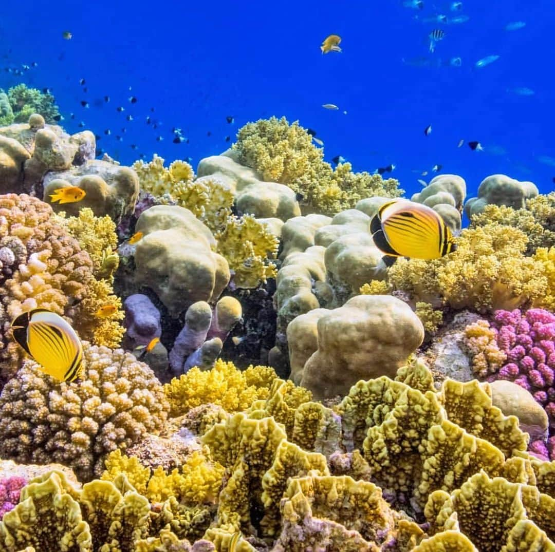 レオナルド・ディカプリオさんのインスタグラム写真 - (レオナルド・ディカプリオInstagram)「#Regram #RG @theeconomist: Bleaching is bad for coral. It happens when heat-stressed polyps, the sessile animals that construct coral reefs, eject the photosynthetic algae which usually reside within them. These algae are symbionts, providing nutrients to their hosts in return for shelter, so losing them is harmful to polyps and often results in their death. The higher temperatures brought about by global warming have therefore led to worries that more frequent episodes of bleaching might result in the loss of entire reefs. For the full article search "Protecting coral reefs" at economist.com Credit: Getty Images/cinoby #coral #reef #coralreef #sea #nature #photography #underwater #climatechange #conservation」5月18日 8時05分 - leonardodicaprio