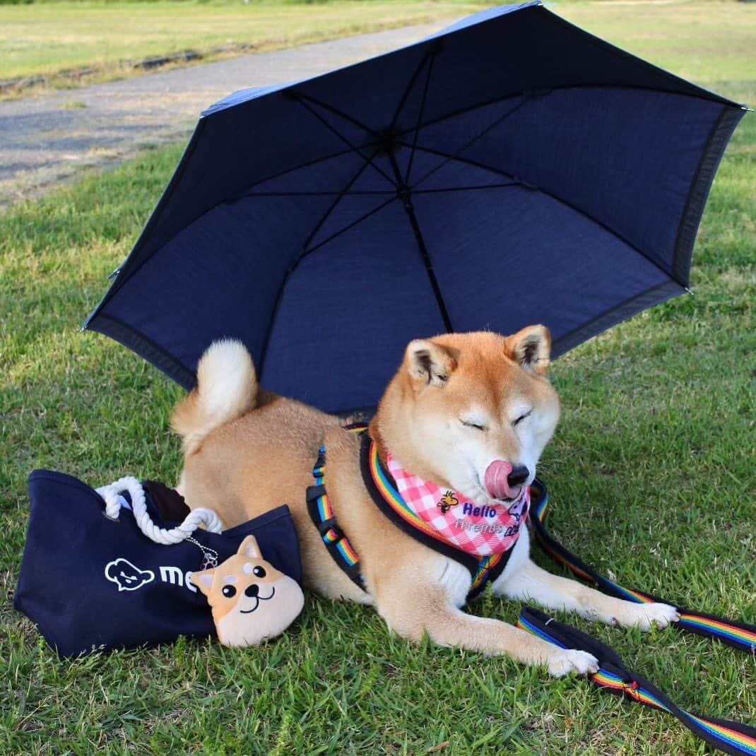マロたんのインスタグラム：「毎週土曜日は「いぬのきもちウェブマガジン・ニヤリでおなじみ柴犬マロたん」更新日です！LINEニュースでマロたんって検索してみてね😊 #shiba #shibainu #お散歩アプリmean」