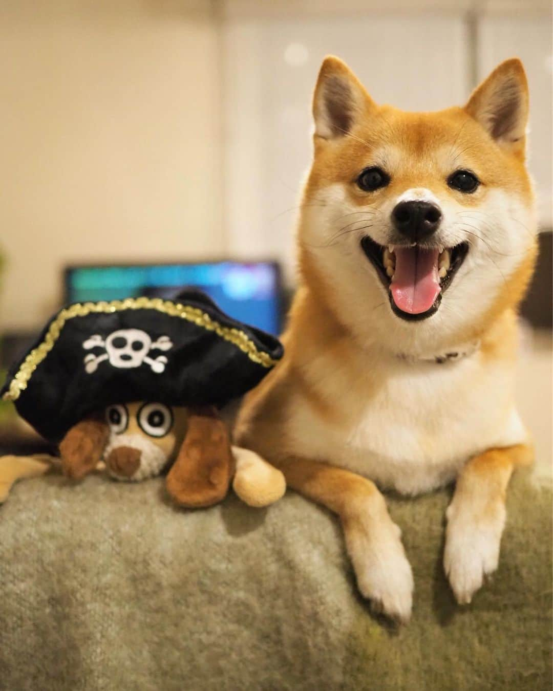 豆柴にこちゃんさんのインスタグラム写真 - (豆柴にこちゃんInstagram)「🐶🏴‍☠️⚓️ おはよー 海賊王に、にこはなる‼️👑 でも水が苦手だから海にもお風呂にも入れないよ🏴‍☠️ . #doggybox から海賊セットが届いた！ . しかし弱々しい海賊だこと😆 かぶらされてる感じ満載ですす✨ これ、かぶれるし、噛むとピコピコ音が鳴って おもちゃにもなるよ😊 . #ドギボ @doggybox_jp . #柴犬#豆柴#pecoいぬ部#犬#わんこ#犬#ここ柴部#shibainu#dog#mameshiba#pecotv#dog#いぬのきもち部#しばいぬ#しばけん#こいぬ#シバイヌ#いぬ#イヌ#赤柴#マメシバ#ペット#日本犬#子犬#puppy#doggo#pet」5月18日 9時09分 - nikochan.mame48