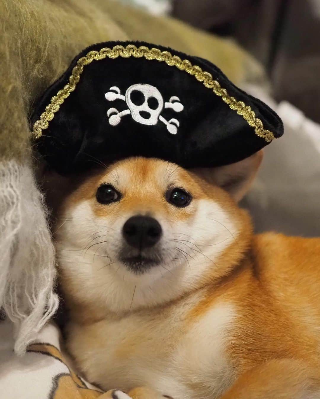 豆柴にこちゃんさんのインスタグラム写真 - (豆柴にこちゃんInstagram)「🐶🏴‍☠️⚓️ おはよー 海賊王に、にこはなる‼️👑 でも水が苦手だから海にもお風呂にも入れないよ🏴‍☠️ . #doggybox から海賊セットが届いた！ . しかし弱々しい海賊だこと😆 かぶらされてる感じ満載ですす✨ これ、かぶれるし、噛むとピコピコ音が鳴って おもちゃにもなるよ😊 . #ドギボ @doggybox_jp . #柴犬#豆柴#pecoいぬ部#犬#わんこ#犬#ここ柴部#shibainu#dog#mameshiba#pecotv#dog#いぬのきもち部#しばいぬ#しばけん#こいぬ#シバイヌ#いぬ#イヌ#赤柴#マメシバ#ペット#日本犬#子犬#puppy#doggo#pet」5月18日 9時09分 - nikochan.mame48