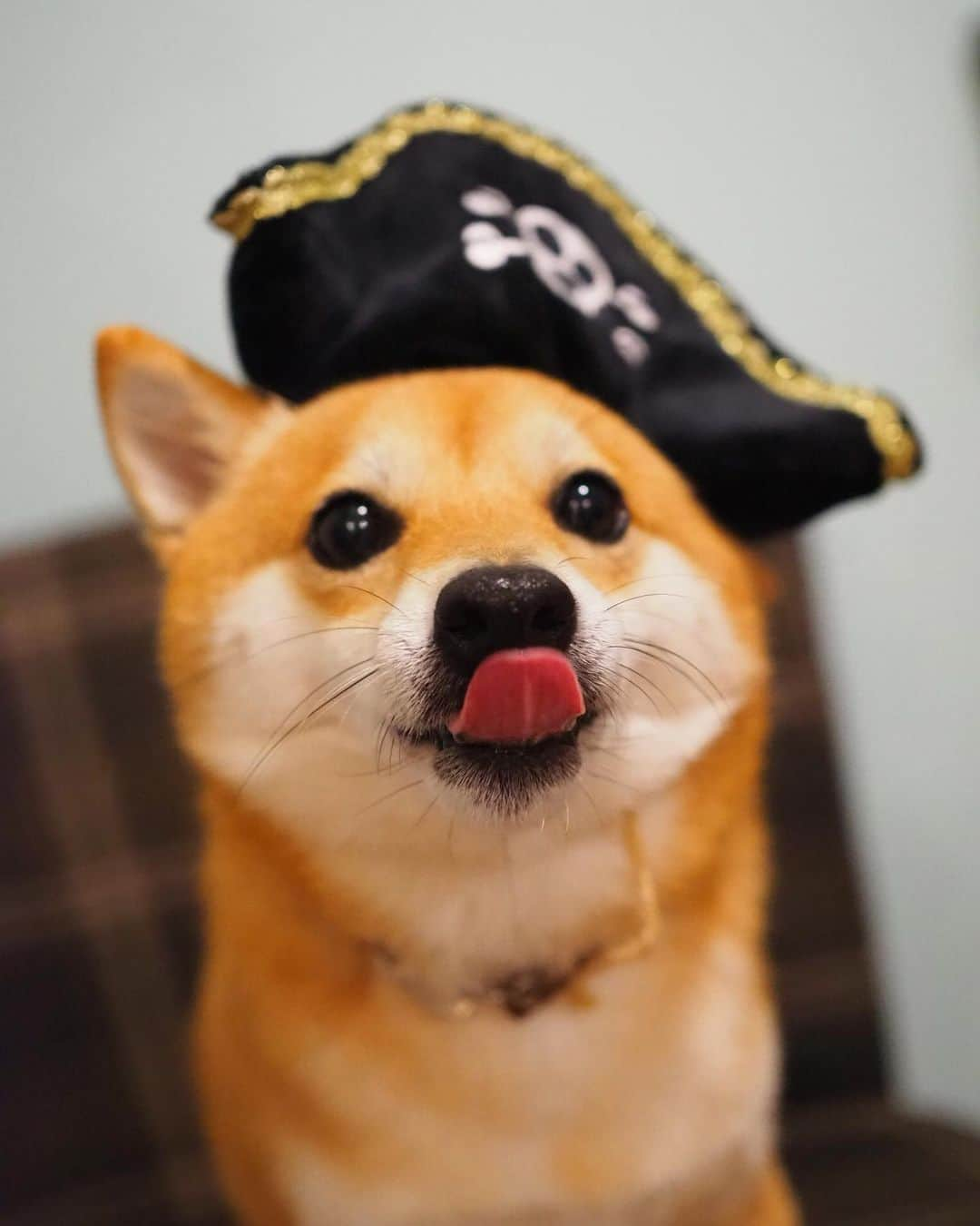 豆柴にこちゃんさんのインスタグラム写真 - (豆柴にこちゃんInstagram)「🐶🏴‍☠️⚓️ おはよー 海賊王に、にこはなる‼️👑 でも水が苦手だから海にもお風呂にも入れないよ🏴‍☠️ . #doggybox から海賊セットが届いた！ . しかし弱々しい海賊だこと😆 かぶらされてる感じ満載ですす✨ これ、かぶれるし、噛むとピコピコ音が鳴って おもちゃにもなるよ😊 . #ドギボ @doggybox_jp . #柴犬#豆柴#pecoいぬ部#犬#わんこ#犬#ここ柴部#shibainu#dog#mameshiba#pecotv#dog#いぬのきもち部#しばいぬ#しばけん#こいぬ#シバイヌ#いぬ#イヌ#赤柴#マメシバ#ペット#日本犬#子犬#puppy#doggo#pet」5月18日 9時09分 - nikochan.mame48