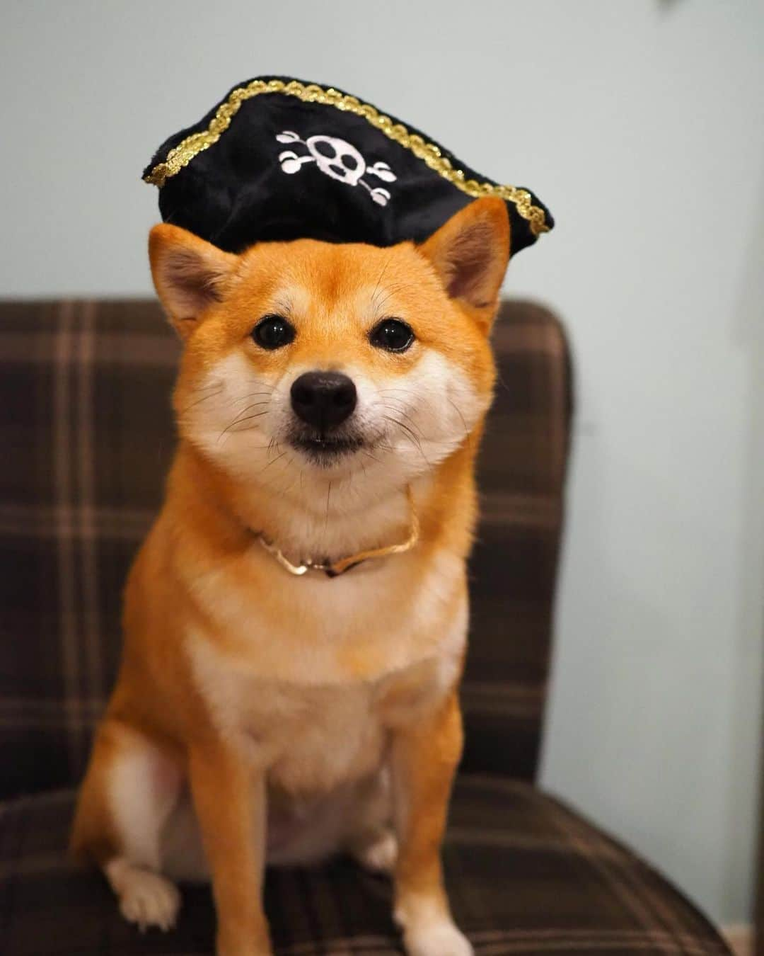 豆柴にこちゃんさんのインスタグラム写真 - (豆柴にこちゃんInstagram)「🐶🏴‍☠️⚓️ おはよー 海賊王に、にこはなる‼️👑 でも水が苦手だから海にもお風呂にも入れないよ🏴‍☠️ . #doggybox から海賊セットが届いた！ . しかし弱々しい海賊だこと😆 かぶらされてる感じ満載ですす✨ これ、かぶれるし、噛むとピコピコ音が鳴って おもちゃにもなるよ😊 . #ドギボ @doggybox_jp . #柴犬#豆柴#pecoいぬ部#犬#わんこ#犬#ここ柴部#shibainu#dog#mameshiba#pecotv#dog#いぬのきもち部#しばいぬ#しばけん#こいぬ#シバイヌ#いぬ#イヌ#赤柴#マメシバ#ペット#日本犬#子犬#puppy#doggo#pet」5月18日 9時09分 - nikochan.mame48