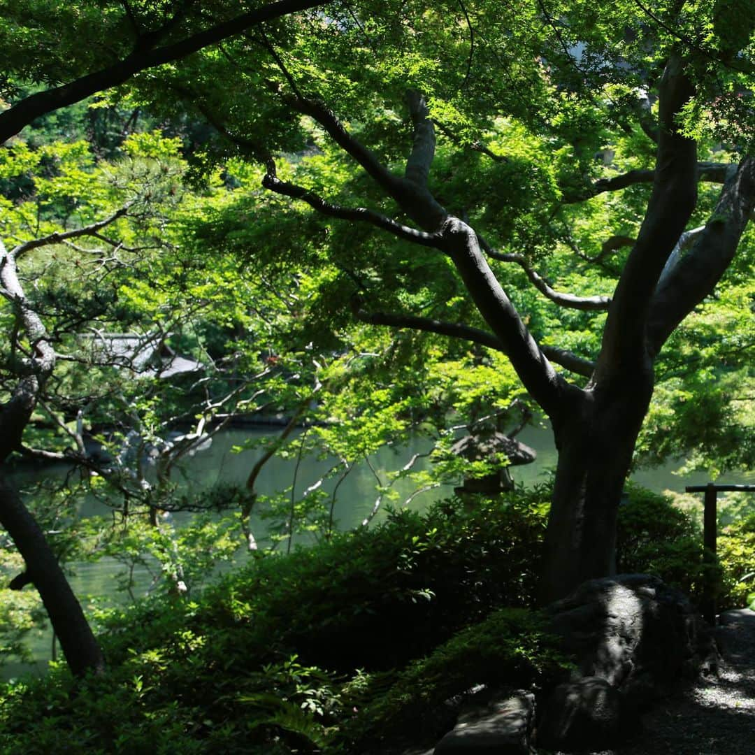 八芳園さんのインスタグラム写真 - (八芳園Instagram)「【朱赤】  庭園の緑が濃く深くなり 日本の伝統色の1つ 朱赤が一層美しい季節に なりました。  朱赤は 生命の力強さを表し、 古来災厄を防ぐ色として大切に されてきた、と言います。  毛氈や傘、花嫁さんの打掛など 今日明日は多くの朱赤に出会えそうです。  #八芳園 #結婚式 #花嫁 #プレ花嫁 #結婚 #披露宴 #白鳳館 #白鳳館花嫁 #濡れ縁 #新婦 #入場 #日本庭園 #日本文化 #色打掛 #赤 #毛氈 #朱赤 #東京 #東京観光  #イベント #ミーティング #東京 #白金台 #品川 #高輪 #八芳園花嫁 #八芳園ウェディング  #happoen #wedding #garden #tokyo」5月18日 9時04分 - happoen