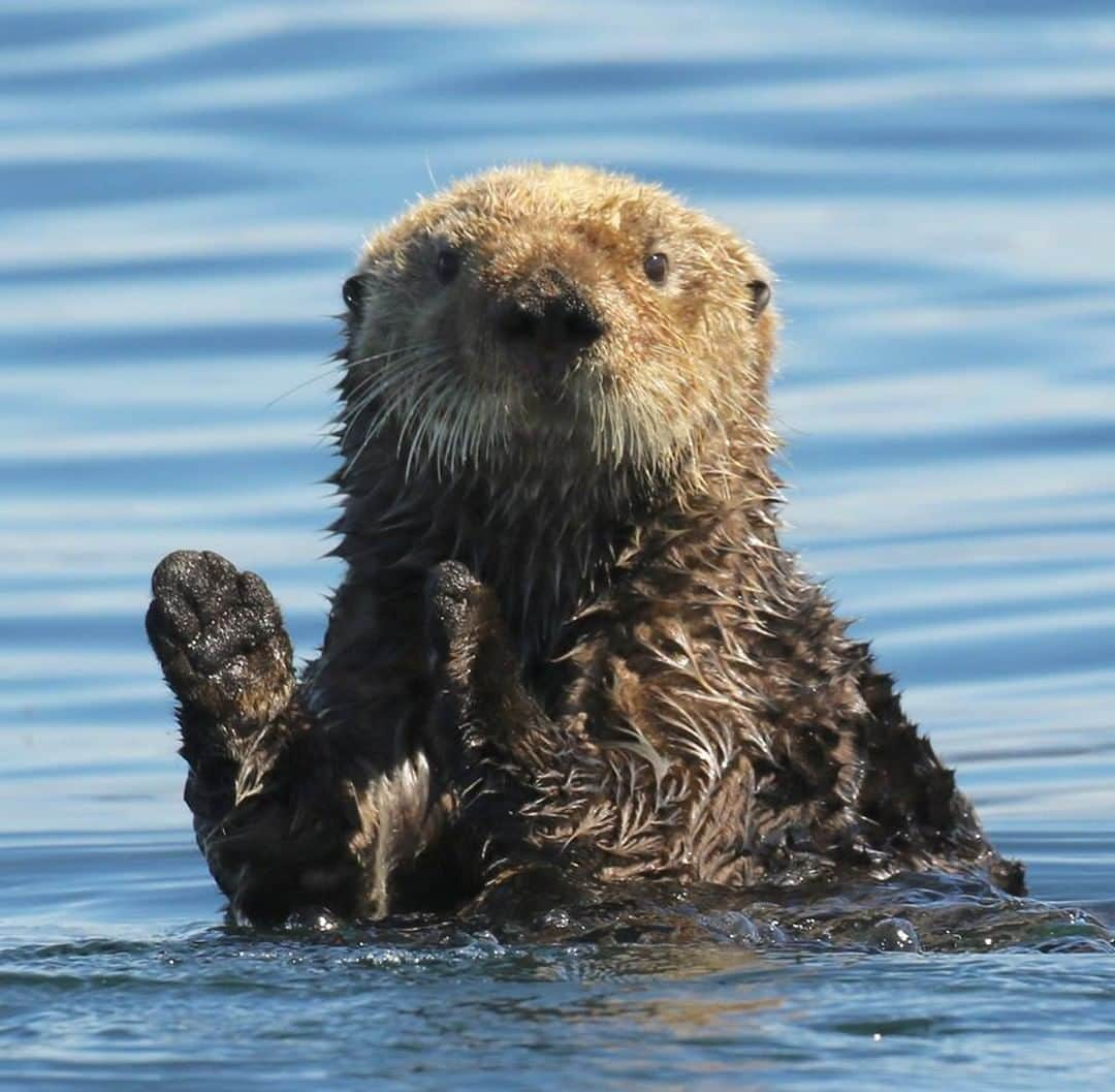 アメリカ内務省さんのインスタグラム写真 - (アメリカ内務省Instagram)「Congratulations! You made it to the weekend.  This sea otter at Alaska Maritime National Wildlife Refuge is proud of you. Photo by Marc Webber, U.S. Fish and Wildlife Service (@usfws).」5月18日 9時05分 - usinterior