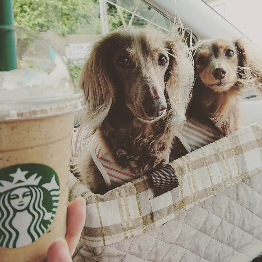 くるみんのインスタグラム：「* 朝活🐶🐶🐾(日陰公園散歩)の帰り スタバのロイヤルミルクティーフラペチーノをGET  #ミニチュアダックスフンド #ミニチュアダックスフント #ミニチュアダックス #イザベラタン #イザベラ #カニンヘンダックスフント #カニンヘンダックス #カニンヘン #カニンヘンダックスフンド #チョコタンダックス #チョコタン #ダックス多頭飼い #ダックスフント #ダックスフンド #ダックス #スタバ #スターバックス #ロイヤルミルクティーフラペチーノ #わんこなしでは生きていけません会 #ワンコなしでは生きて行けません会 #いぬばか部 #いぬすたぐらむ #短足部 #dachshund #dogstagram #instadog #instadachs #instagramdog #kyounodachs #todayswanko」
