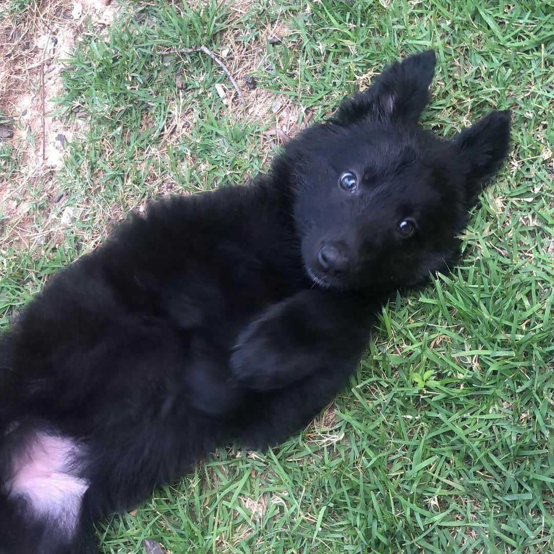 ジョッシュ・マレーさんのインスタグラム写真 - (ジョッシュ・マレーInstagram)「Hi, I’m Gizzy’s new sister.  I’m a black German Shepherd and my dad hasn’t named me yet.  I’m a lucky girl though because I was born on St. Patrick’s Day ... maybe I should be called Lucky? ☘️」5月18日 9時17分 - joshmurray11