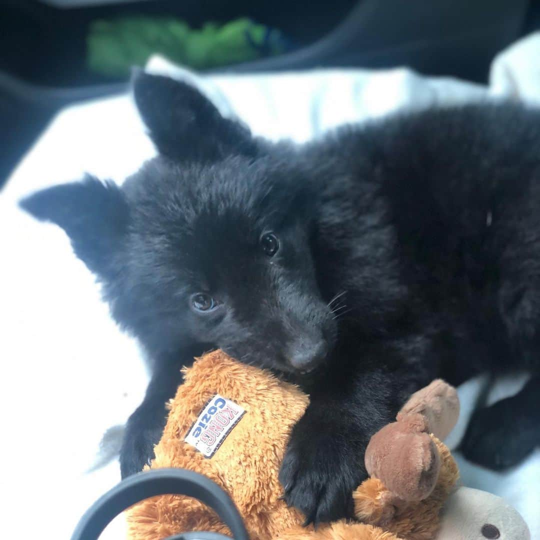 ジョッシュ・マレーさんのインスタグラム写真 - (ジョッシュ・マレーInstagram)「Hi, I’m Gizzy’s new sister.  I’m a black German Shepherd and my dad hasn’t named me yet.  I’m a lucky girl though because I was born on St. Patrick’s Day ... maybe I should be called Lucky? ☘️」5月18日 9時17分 - joshmurray11