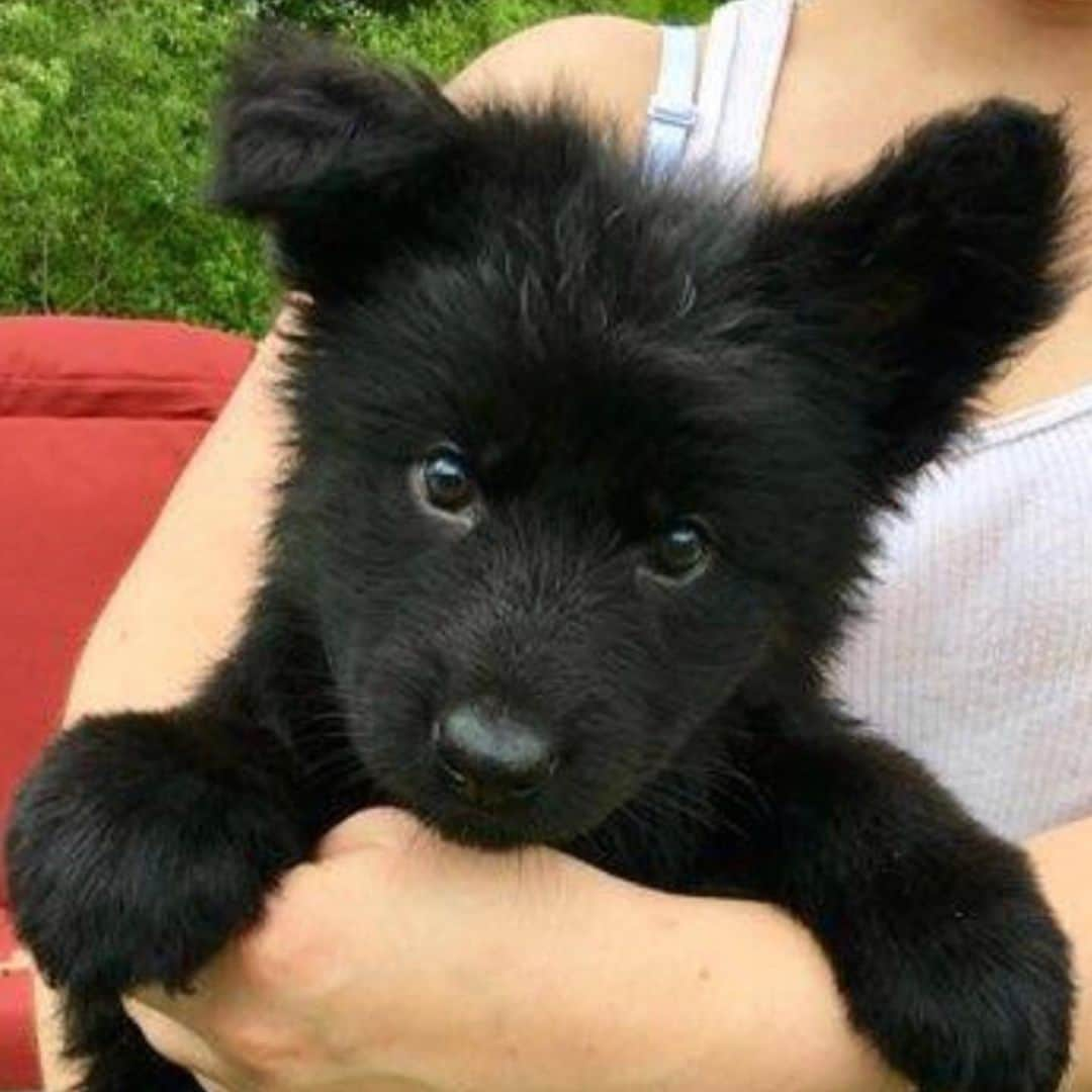 ジョッシュ・マレーさんのインスタグラム写真 - (ジョッシュ・マレーInstagram)「Hi, I’m Gizzy’s new sister.  I’m a black German Shepherd and my dad hasn’t named me yet.  I’m a lucky girl though because I was born on St. Patrick’s Day ... maybe I should be called Lucky? ☘️」5月18日 9時17分 - joshmurray11