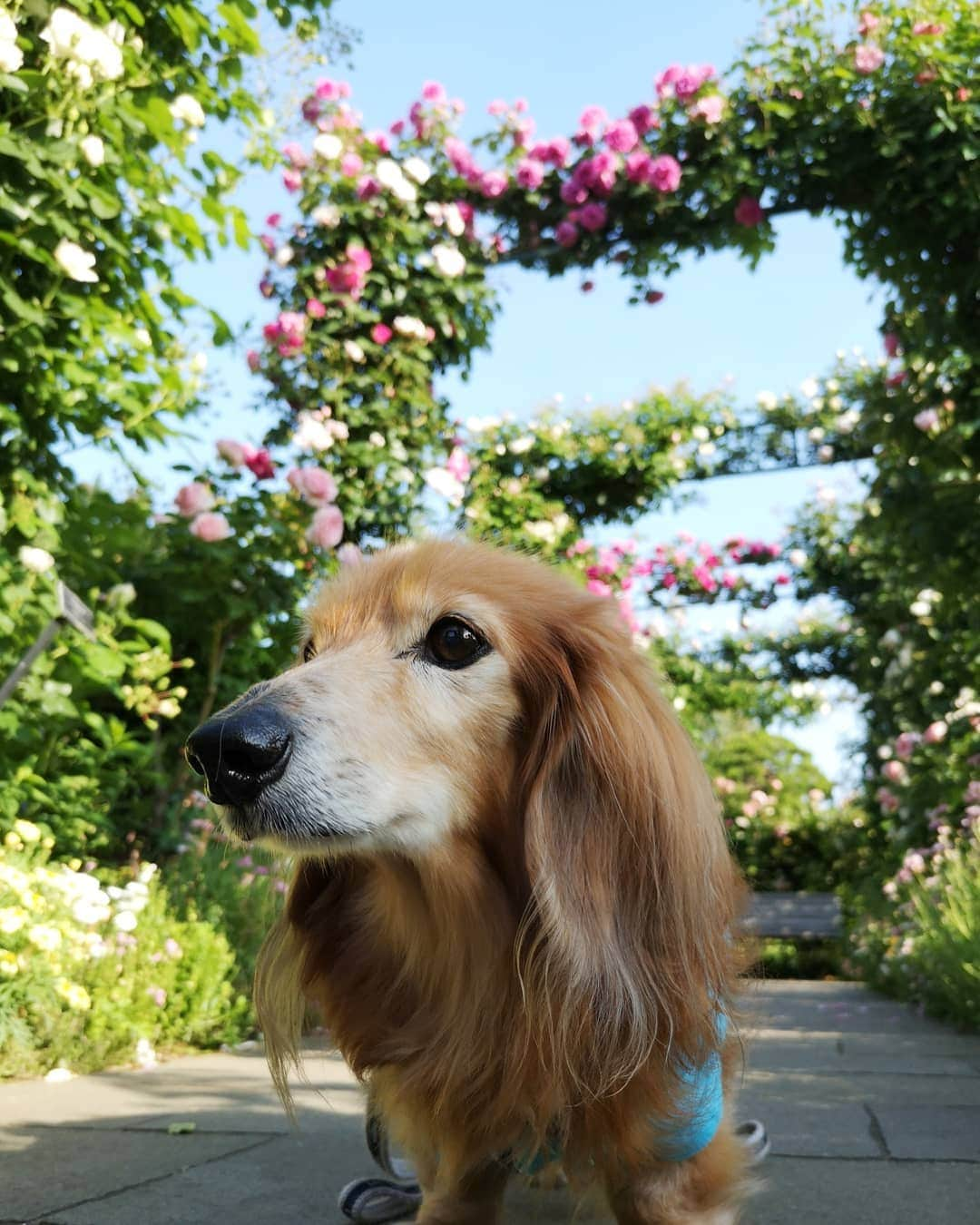 ?モデル?大地?さんのインスタグラム写真 - (?モデル?大地?Instagram)「♪🐾2019*5*18🐾 . 今年も素敵な🌹バラを見に 港の見える丘公園を 🐾お散歩して来ました🎶😆😆😆 . . 🐾🐾🐾🐾🐾🐾🐾🐾🐾🐾🐾🐾🐾🐾 . #大地#大好き#だいすき #いつも一緒#ずっと一緒 #大地なしでは生きて行けませんw #いぬ#犬#わんこ#ワンコ . #愛犬 #犬バカ部#いぬら部#いぬすたぐらむ #犬のいる暮らし #pecoいぬ部#わんこのunco #港の見える丘公園#バラ#薔薇#最高 . #横浜#yokohama#神奈川 #散歩 #お散歩 #ミニチュアダックスフンド#ミニチュアダックス #ダックスフンド#ダックス」5月18日 9時19分 - sachi_daichi