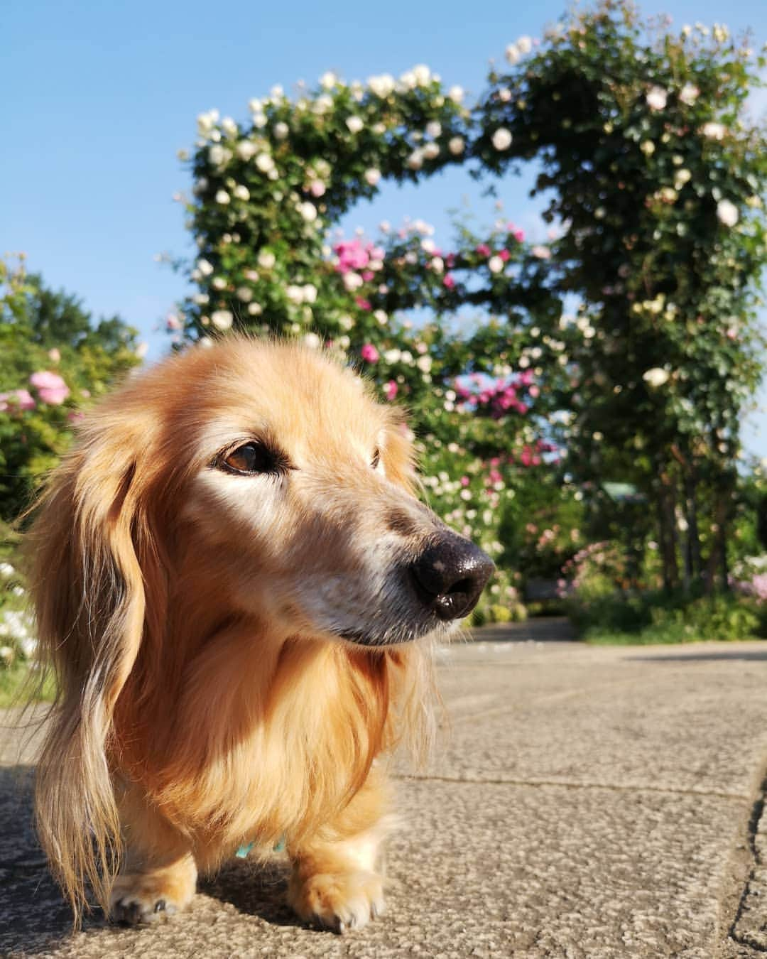 ?モデル?大地?さんのインスタグラム写真 - (?モデル?大地?Instagram)「♪🐾2019*5*18🐾 . 今年も素敵な🌹バラを見に 港の見える丘公園を 🐾お散歩して来ました🎶😆😆😆 . . 🐾🐾🐾🐾🐾🐾🐾🐾🐾🐾🐾🐾🐾🐾 . #大地#大好き#だいすき #いつも一緒#ずっと一緒 #大地なしでは生きて行けませんw #いぬ#犬#わんこ#ワンコ . #愛犬 #犬バカ部#いぬら部#いぬすたぐらむ #犬のいる暮らし #pecoいぬ部#わんこのunco #港の見える丘公園#バラ#薔薇#最高 . #横浜#yokohama#神奈川 #散歩 #お散歩 #ミニチュアダックスフンド#ミニチュアダックス #ダックスフンド#ダックス」5月18日 9時27分 - sachi_daichi