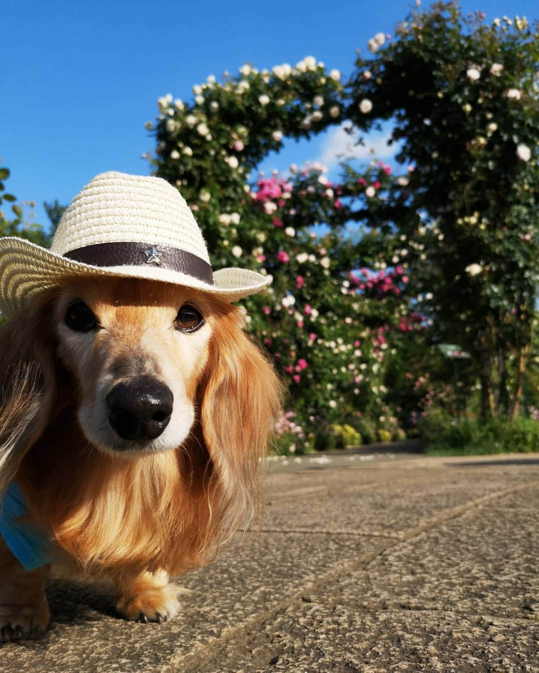 ?モデル?大地?さんのインスタグラム写真 - (?モデル?大地?Instagram)「♪🐾2019*5*18🐾 . 今年も素敵な🌹バラを見に 港の見える丘公園を 🐾お散歩して来ました🎶😆😆😆 . . 🐾🐾🐾🐾🐾🐾🐾🐾🐾🐾🐾🐾🐾🐾 . #大地#大好き#だいすき #いつも一緒#ずっと一緒 #大地なしでは生きて行けませんw #いぬ#犬#わんこ#ワンコ . #愛犬 #犬バカ部#いぬら部#いぬすたぐらむ #犬のいる暮らし #pecoいぬ部#わんこのunco #港の見える丘公園#バラ#薔薇#最高 . #横浜#yokohama#神奈川 #散歩 #お散歩 #ミニチュアダックスフンド#ミニチュアダックス #ダックスフンド#ダックス」5月18日 9時27分 - sachi_daichi