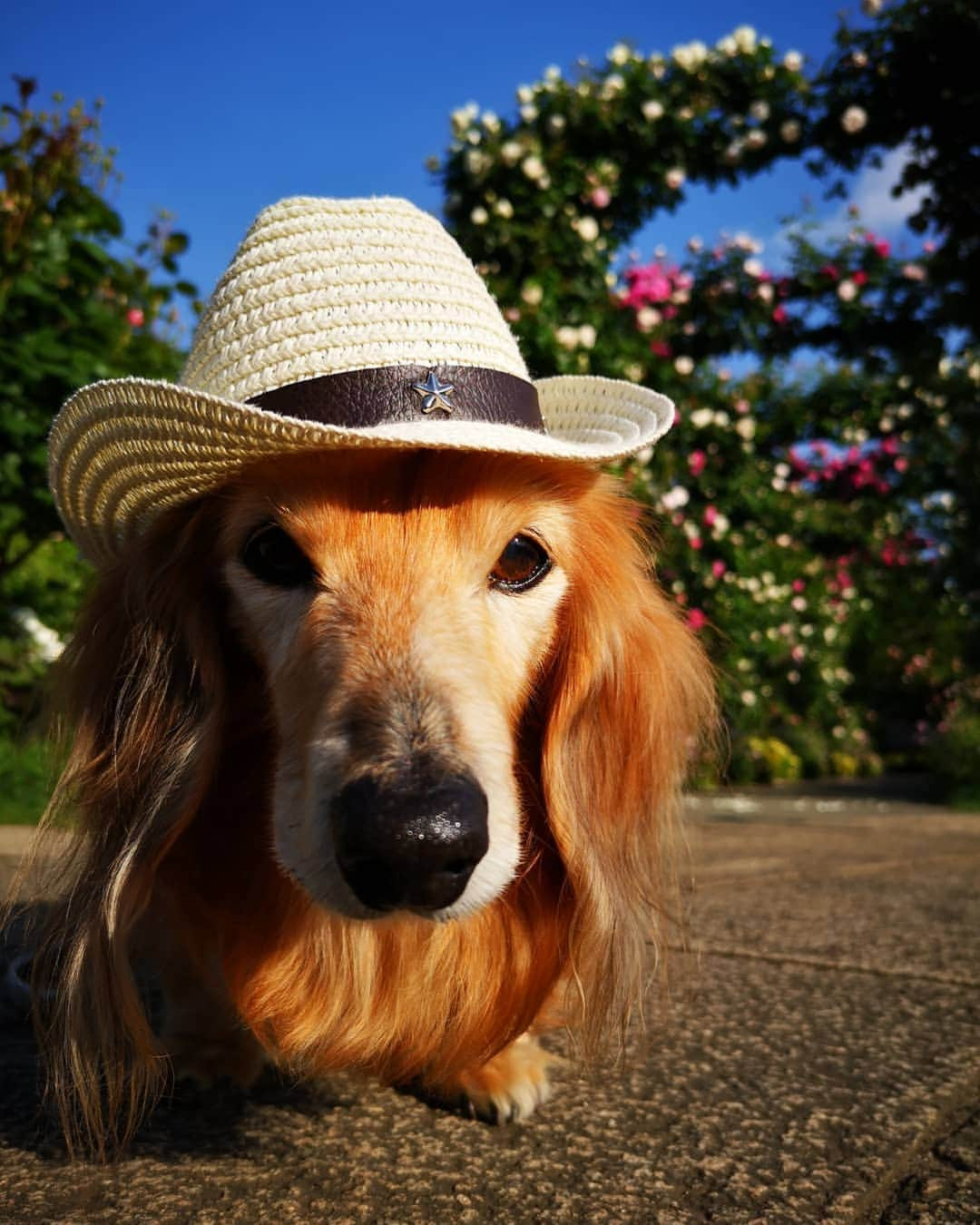 ?モデル?大地?さんのインスタグラム写真 - (?モデル?大地?Instagram)「♪🐾2019*5*18🐾 . 今年も素敵な🌹バラを見に 港の見える丘公園を 🐾お散歩して来ました🎶😆😆😆 . . 🐾🐾🐾🐾🐾🐾🐾🐾🐾🐾🐾🐾🐾🐾 . #大地#大好き#だいすき #いつも一緒#ずっと一緒 #大地なしでは生きて行けませんw #いぬ#犬#わんこ#ワンコ . #愛犬 #犬バカ部#いぬら部#いぬすたぐらむ #犬のいる暮らし #pecoいぬ部#わんこのunco #港の見える丘公園#バラ#薔薇#最高 . #横浜#yokohama#神奈川 #散歩 #お散歩 #ミニチュアダックスフンド#ミニチュアダックス #ダックスフンド#ダックス」5月18日 9時27分 - sachi_daichi